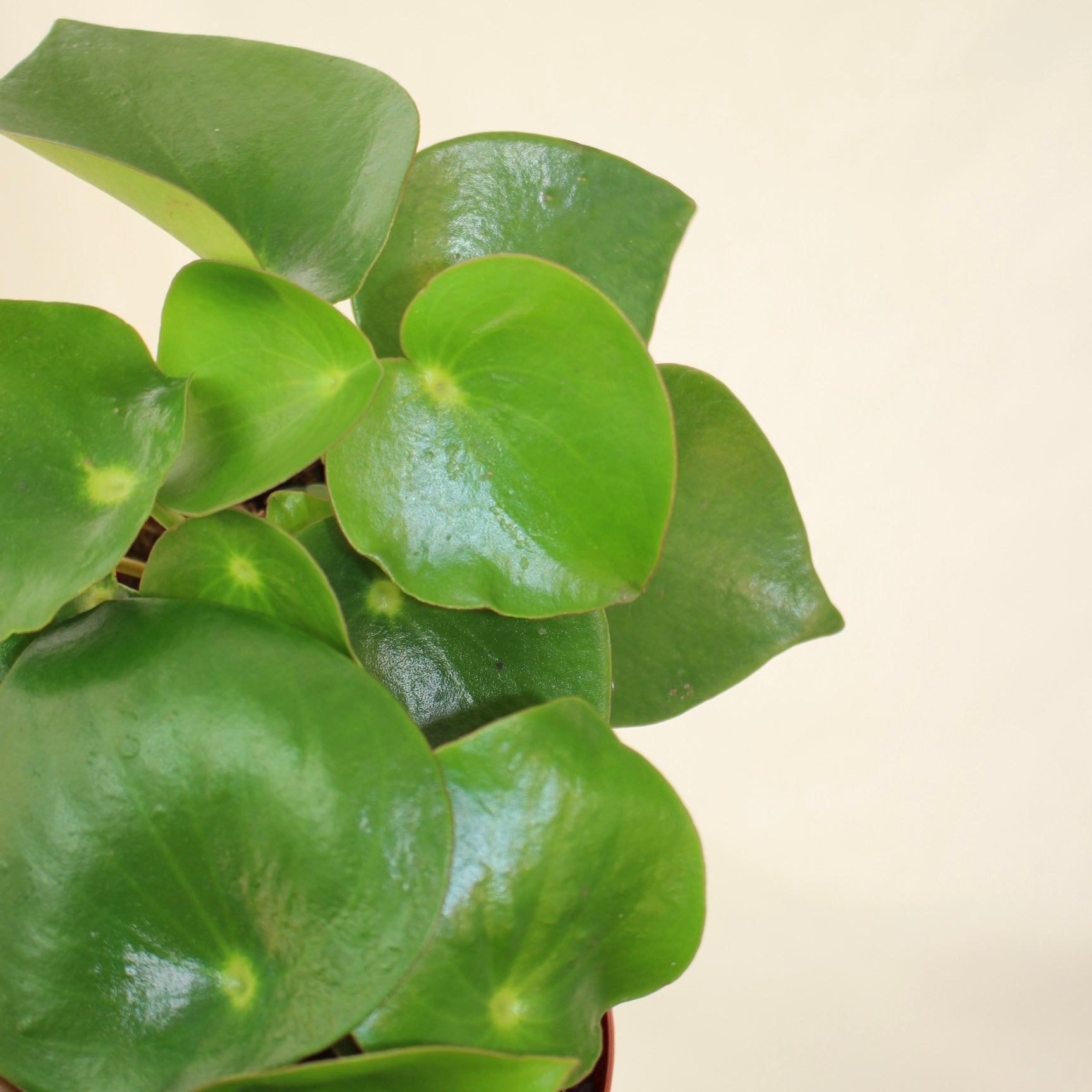 Raindrop Peperomia 4" Pot