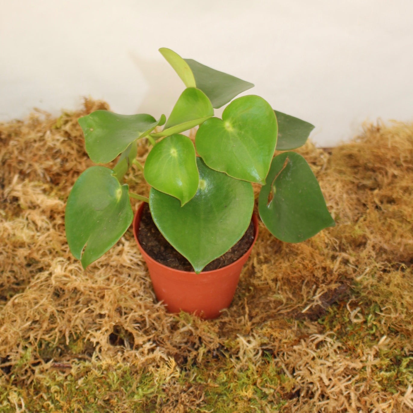 Raindrop Peperomia 4" Pot