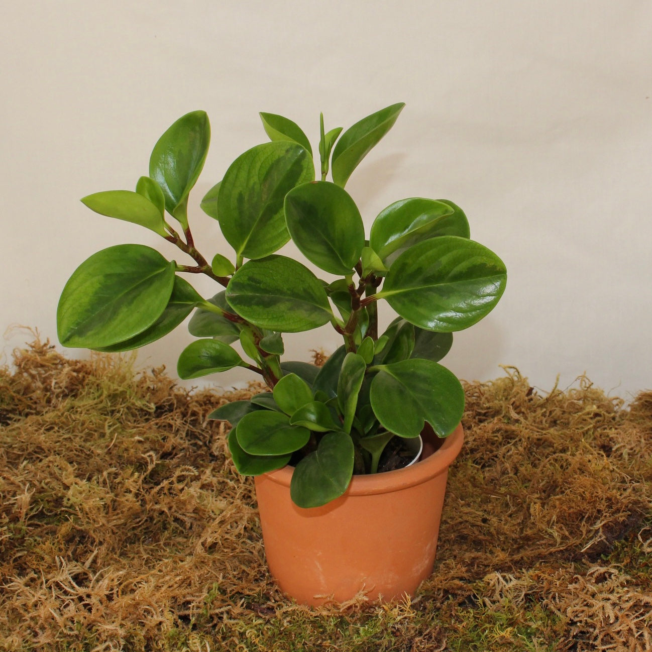 Global Green Obtusifolia Peperomia 4" Pot