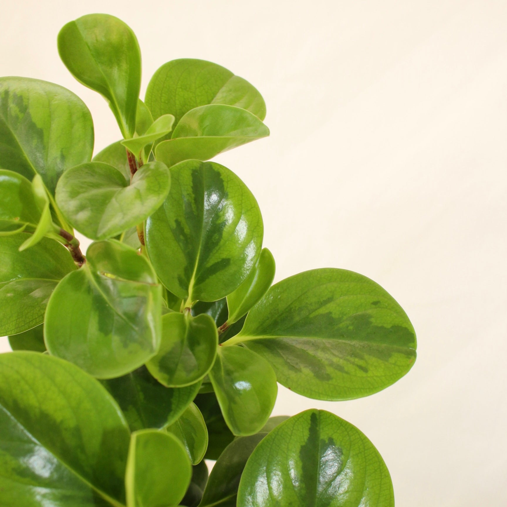 Global Green Obtusifolia Peperomia 4" Pot