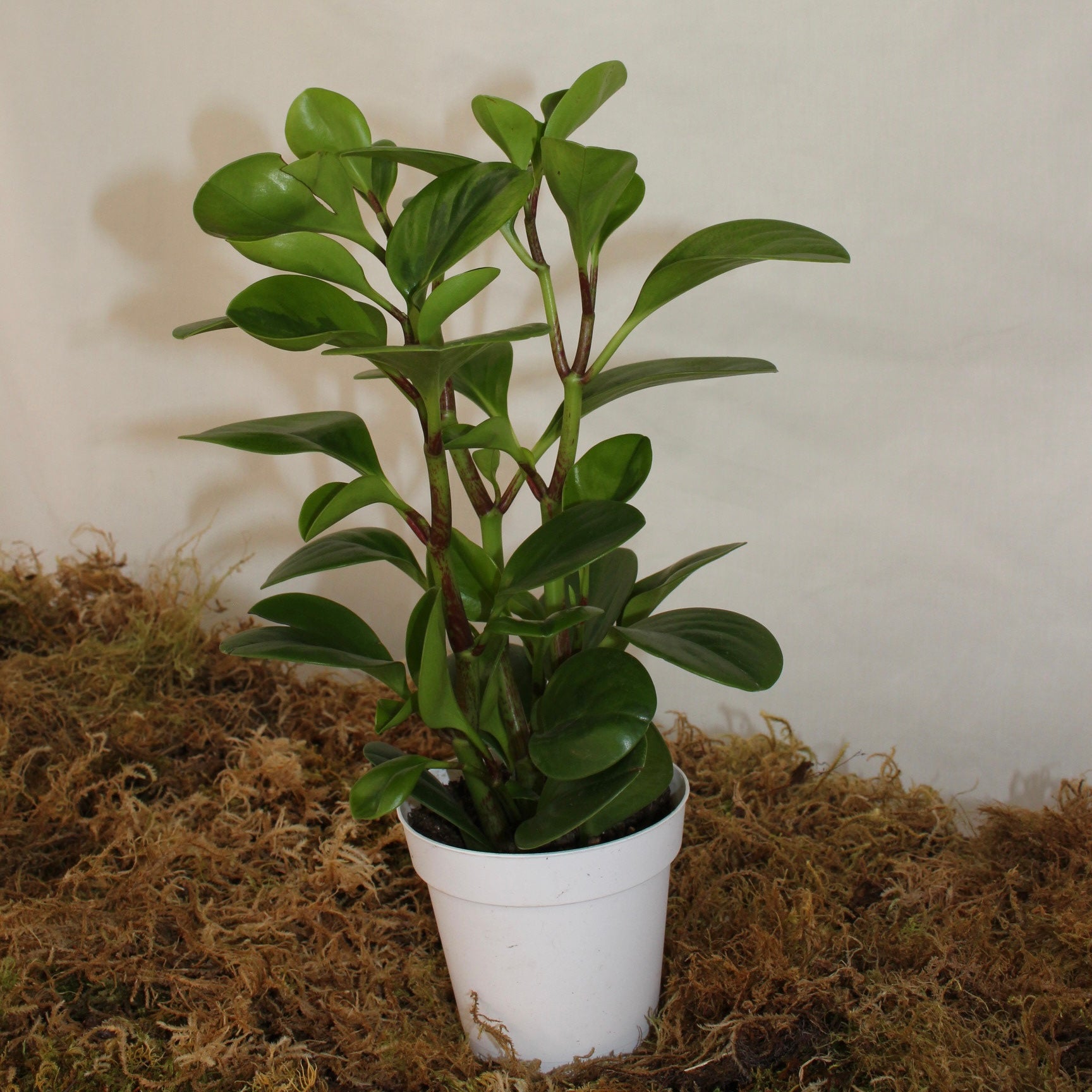 Global Green Obtusifolia Peperomia 4" Pot