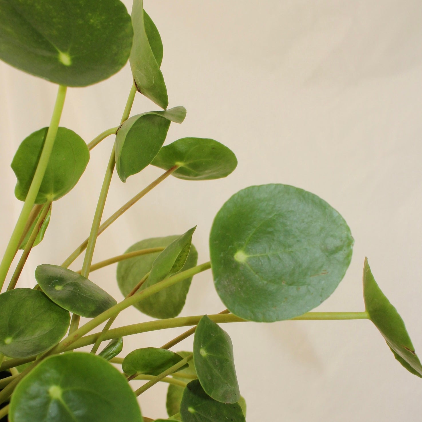 Chinese Money Plant ~ Pilea Peperomia 6" Pot