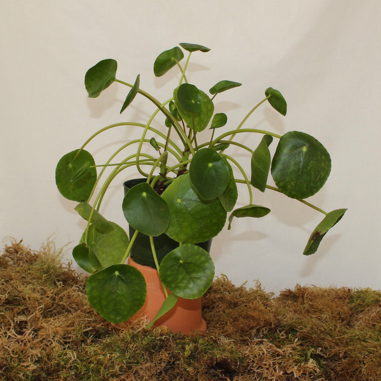 Chinese Money Plant ~ Pilea Peperomia 6" Pot