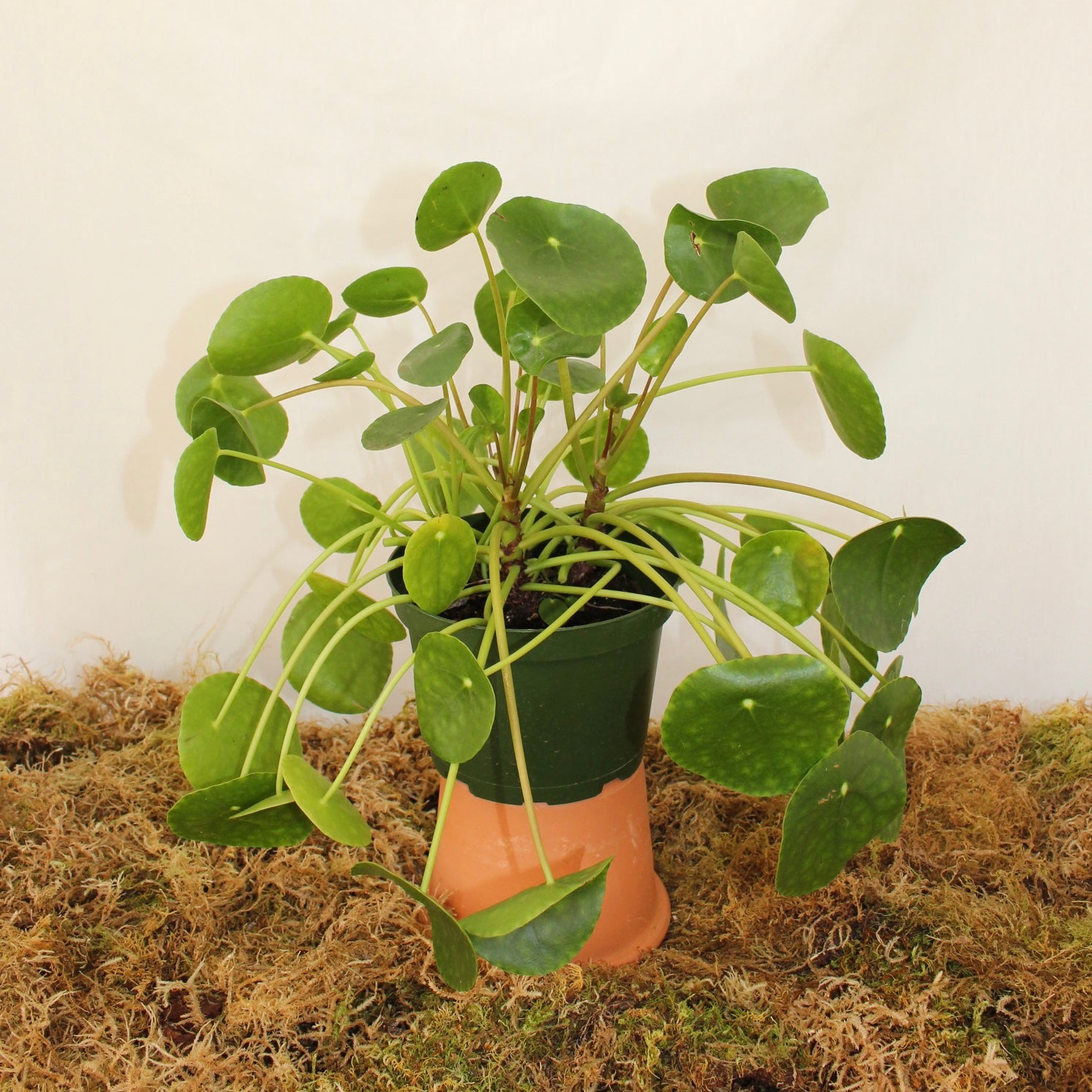 Chinese Money Plant ~ Pilea Peperomia 6" Pot