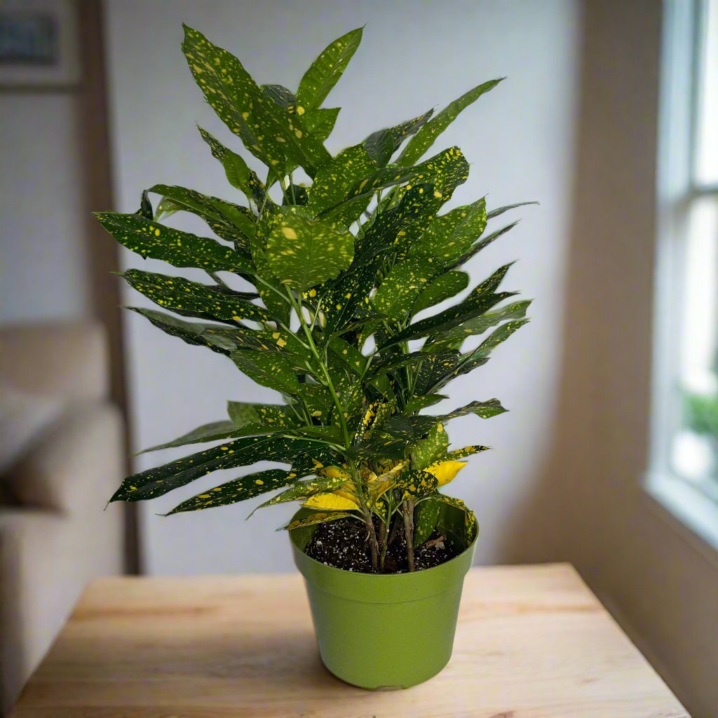 Gold Dust Croton 6 Inch Pot Codiaeum Variegatum