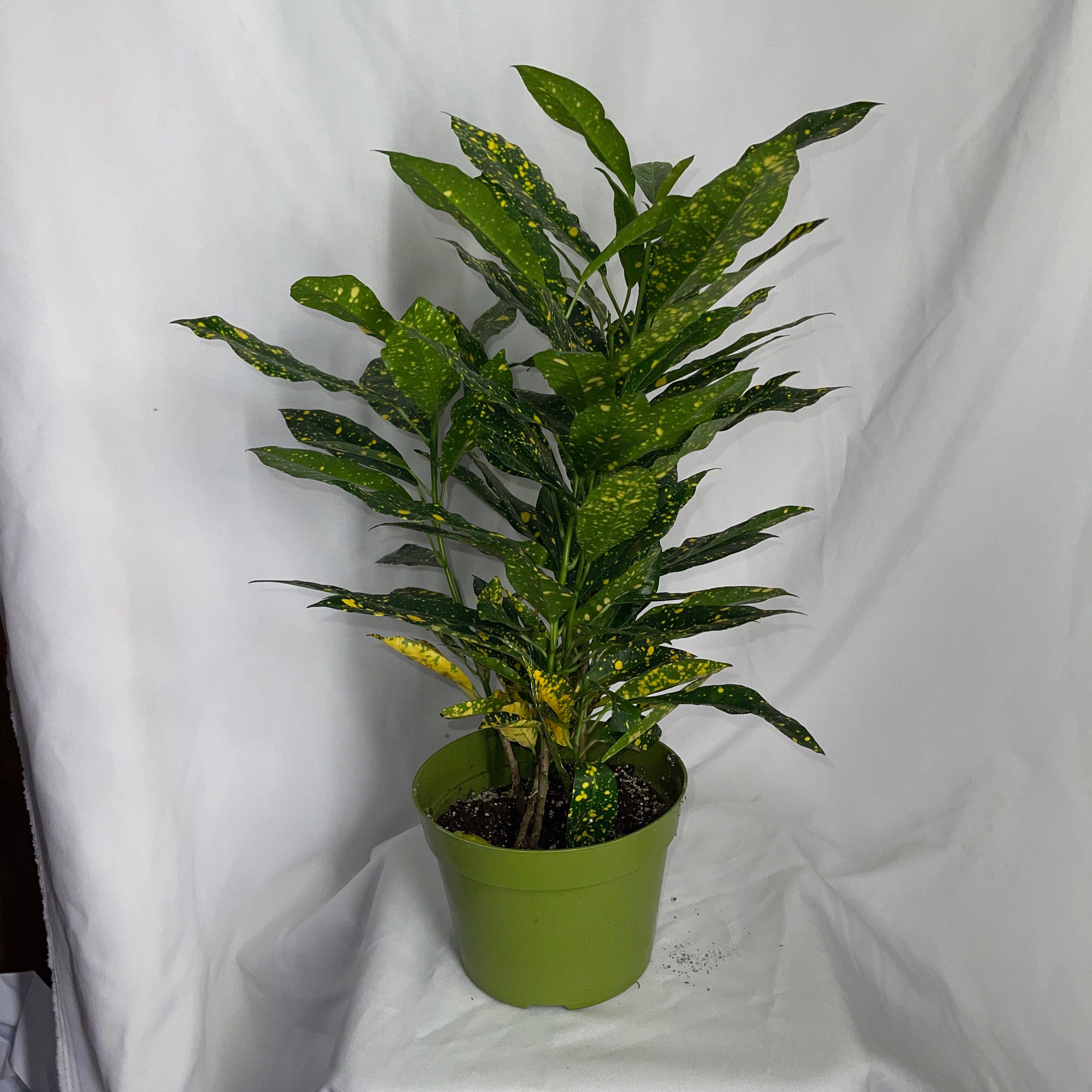 Gold Dust Croton 6 Inch Pot Codiaeum Variegatum