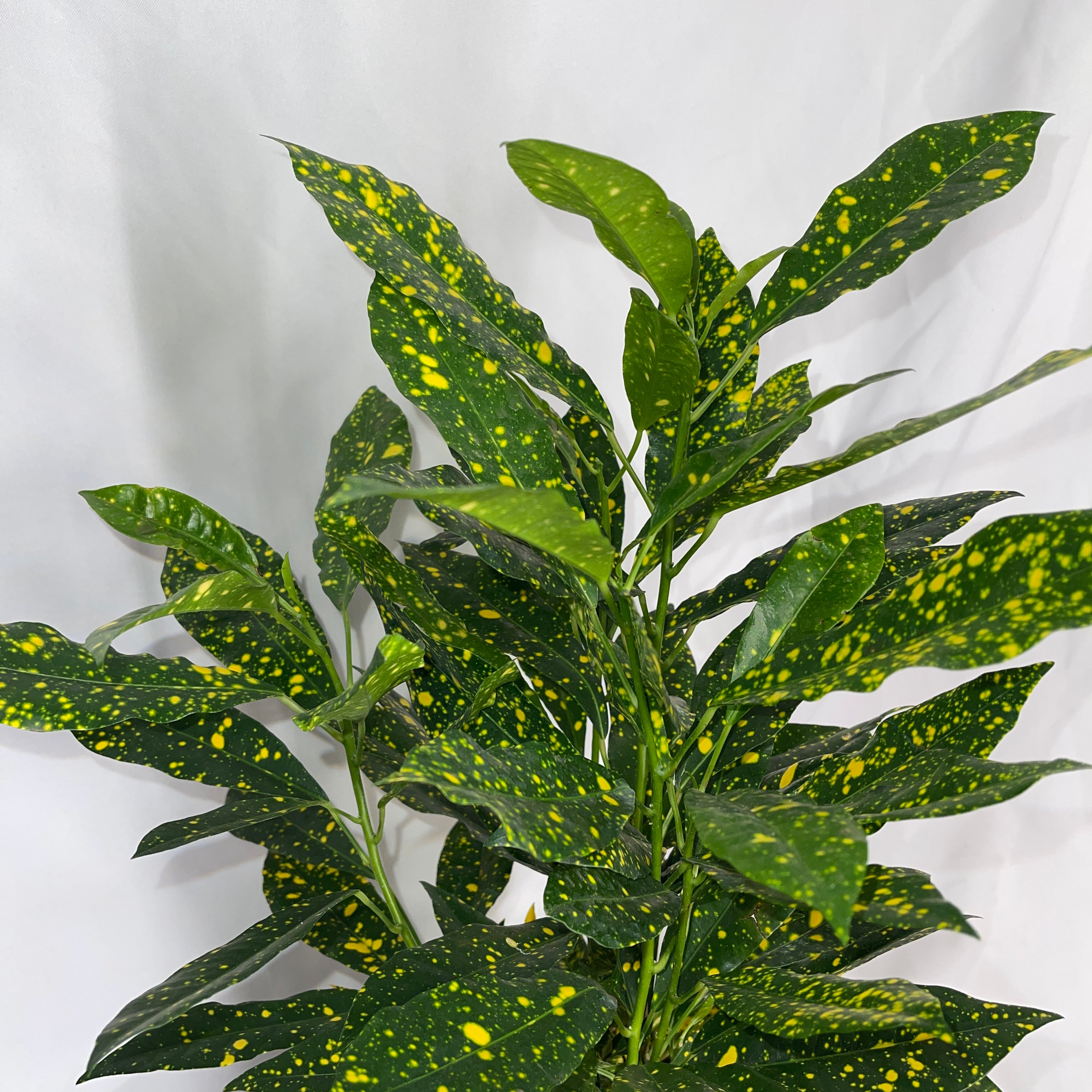 Gold Dust Croton 6 Inch Pot Codiaeum Variegatum