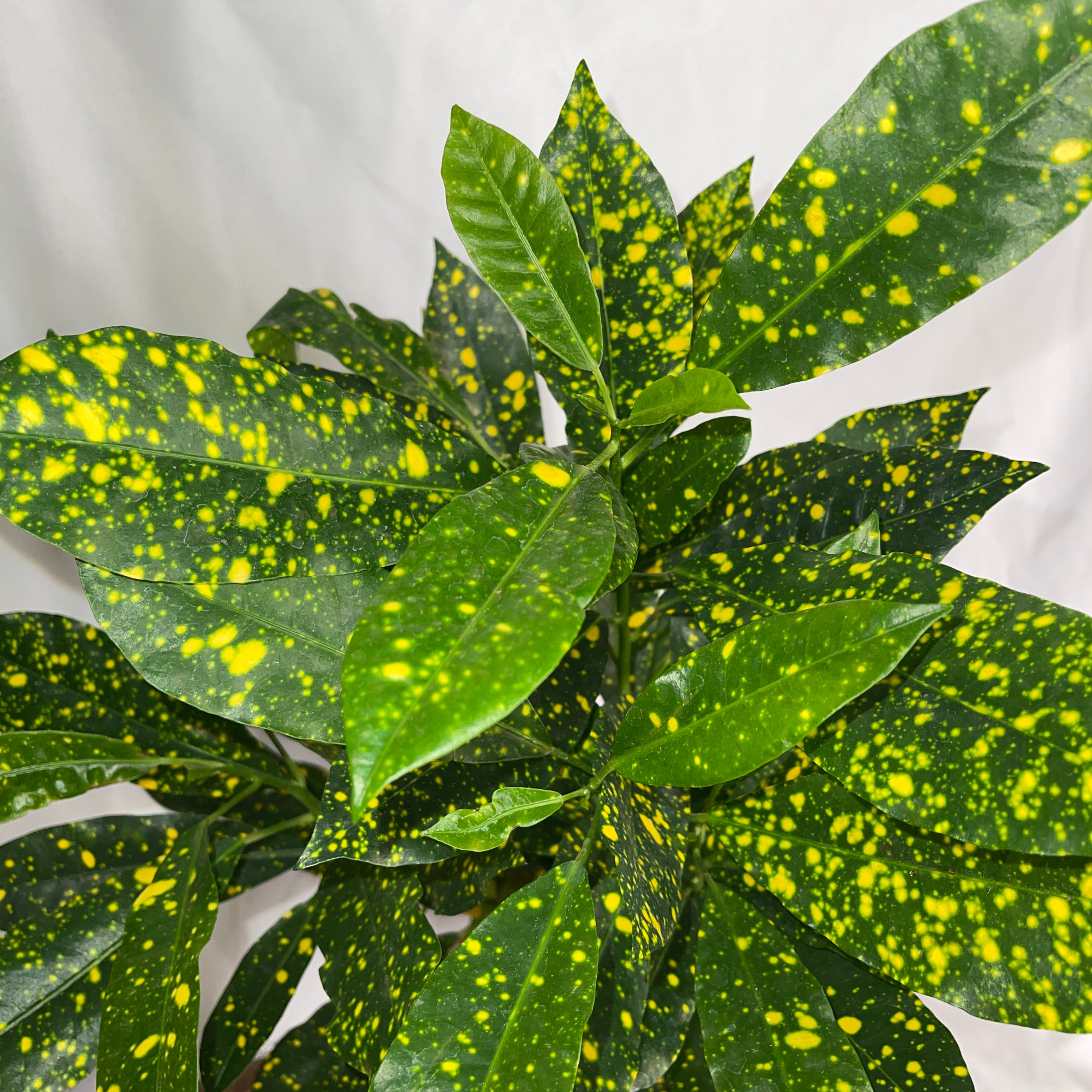 Gold Dust Croton 6 Inch Pot Codiaeum Variegatum