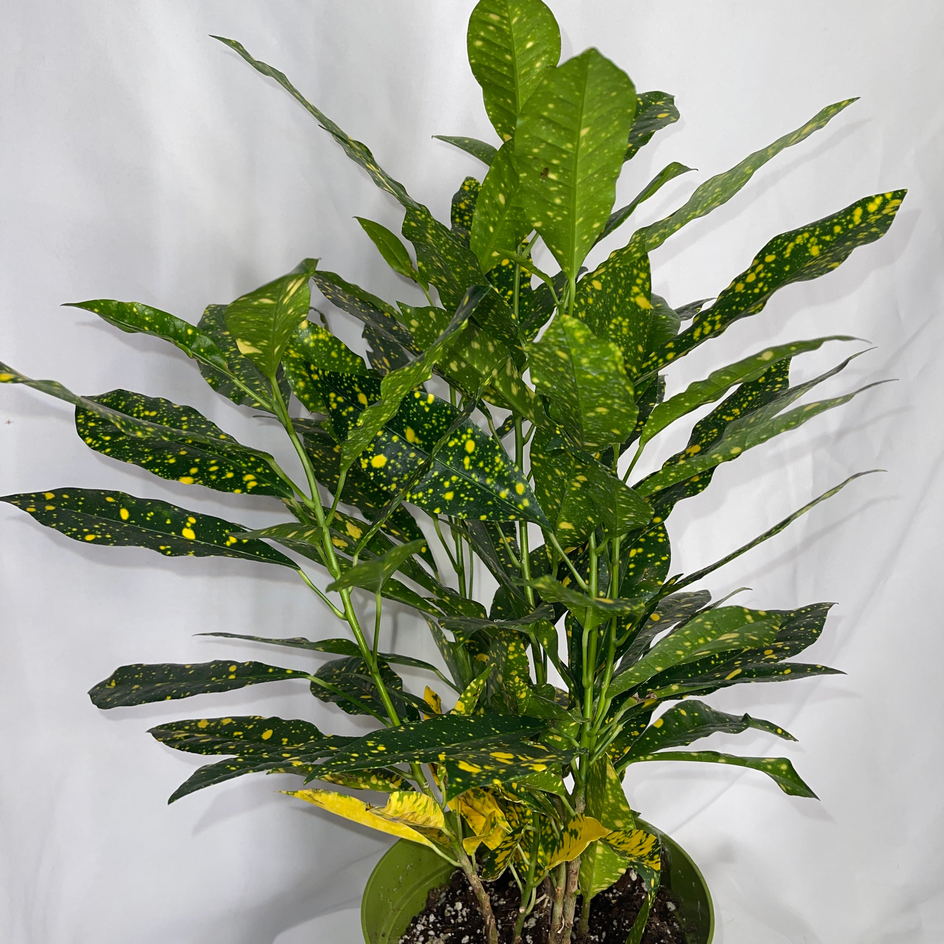 Gold Dust Croton 6 Inch Pot Codiaeum Variegatum