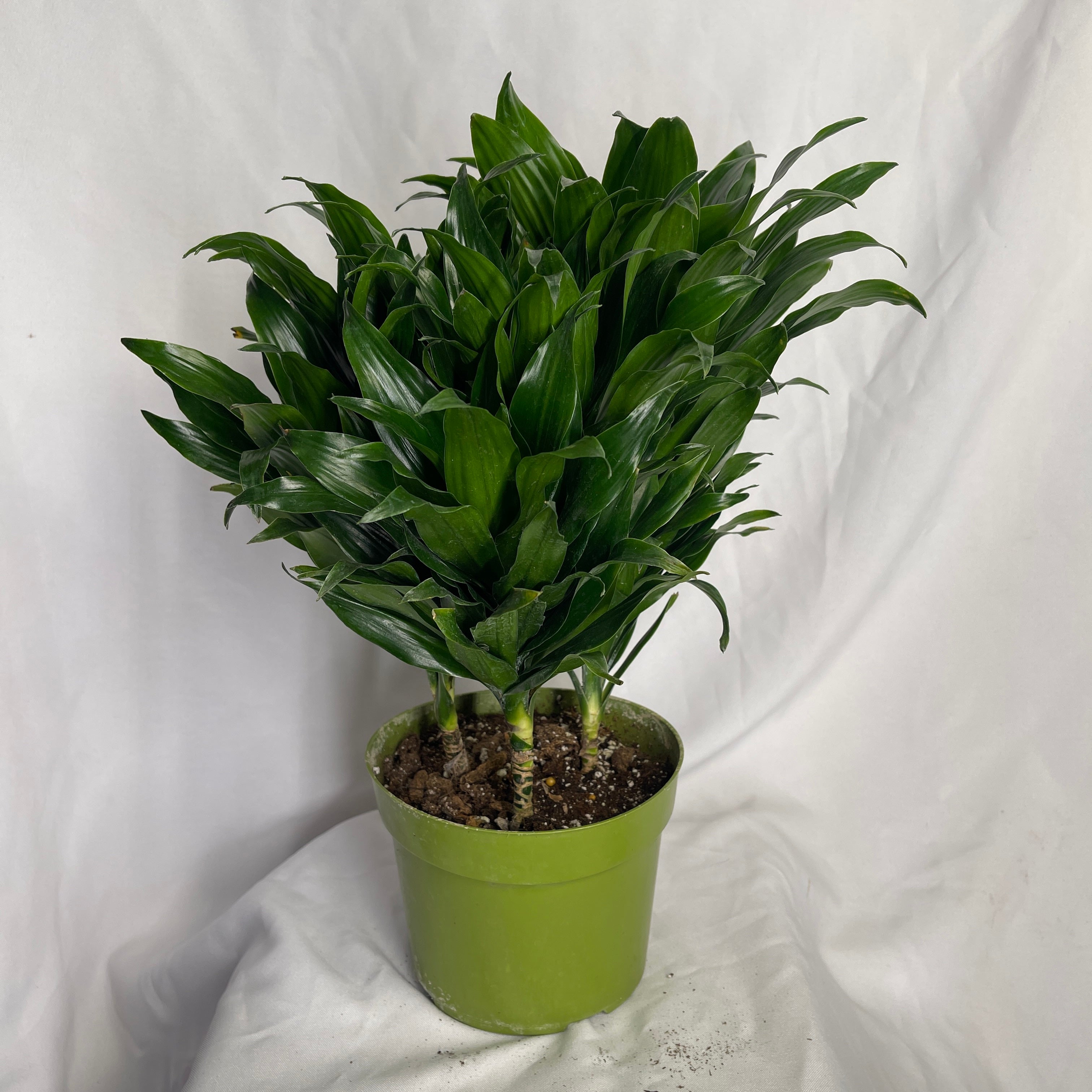 Dracaena Compacta Janet Craig 6 Inch Pot