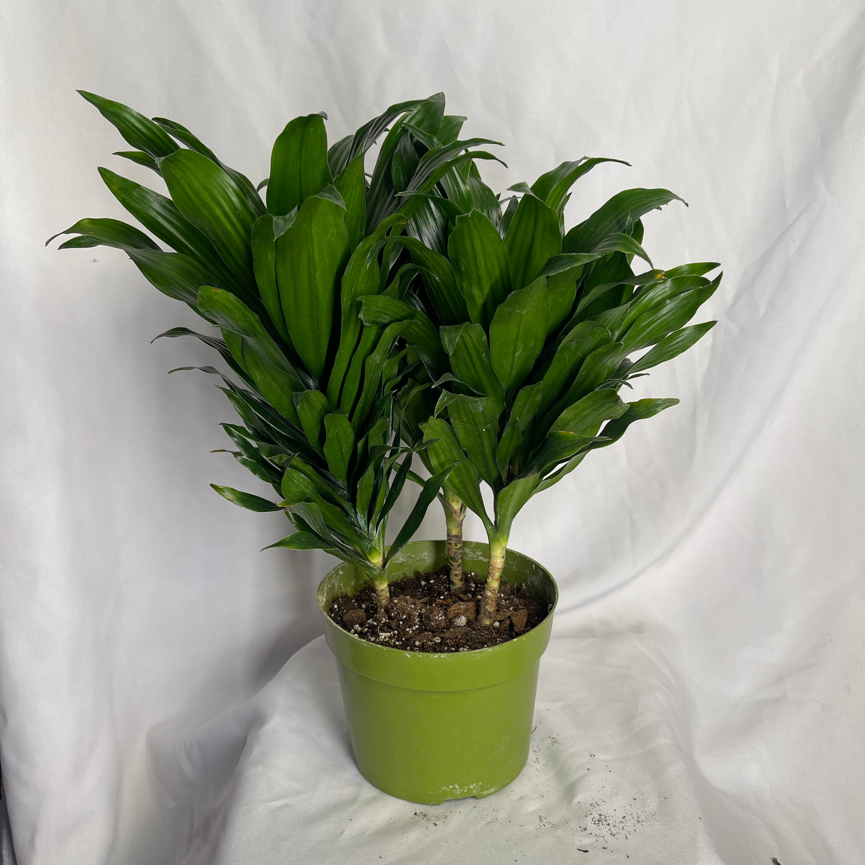 Dracaena Compacta Janet Craig 6 Inch Pot