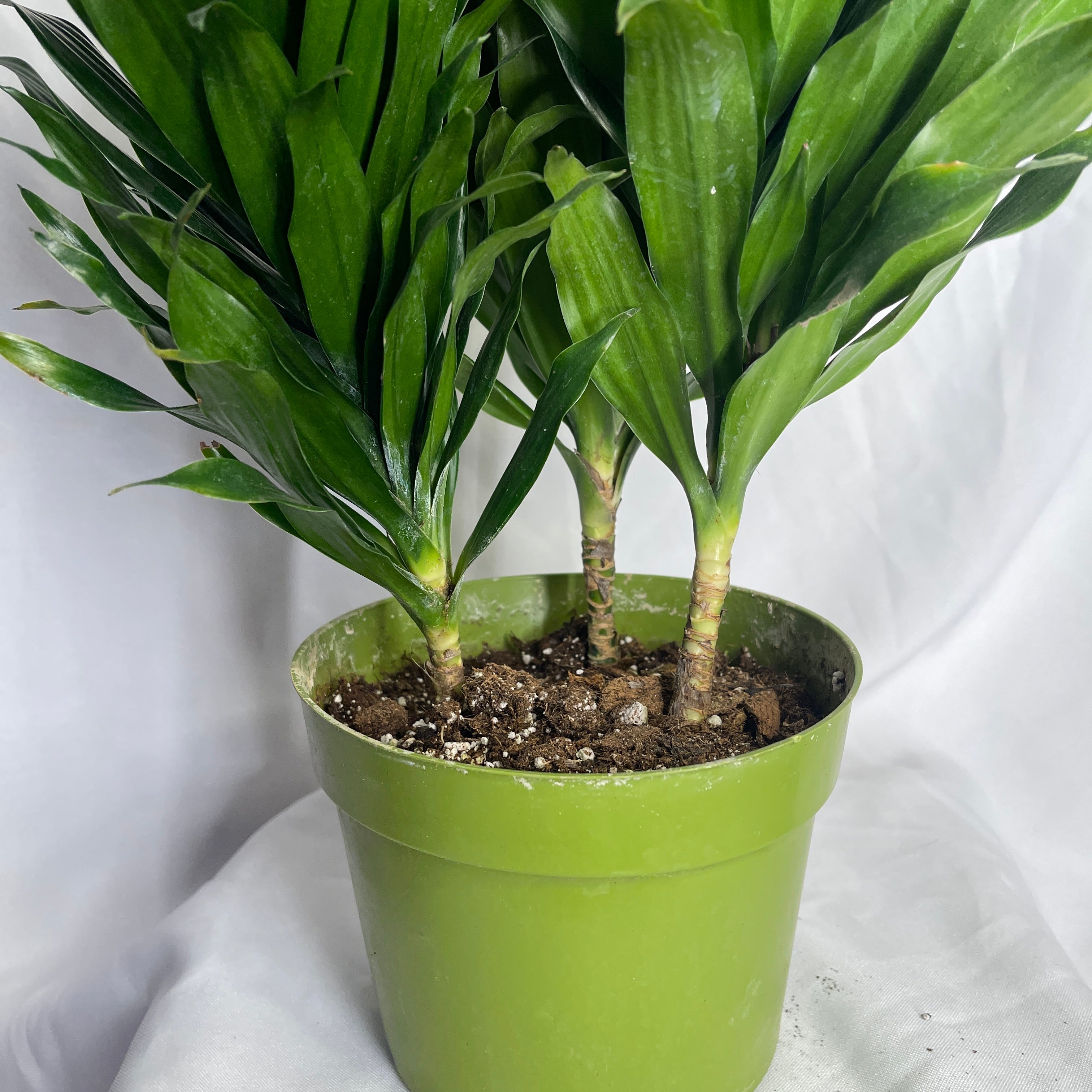 Dracaena Compacta Janet Craig 6 Inch Pot