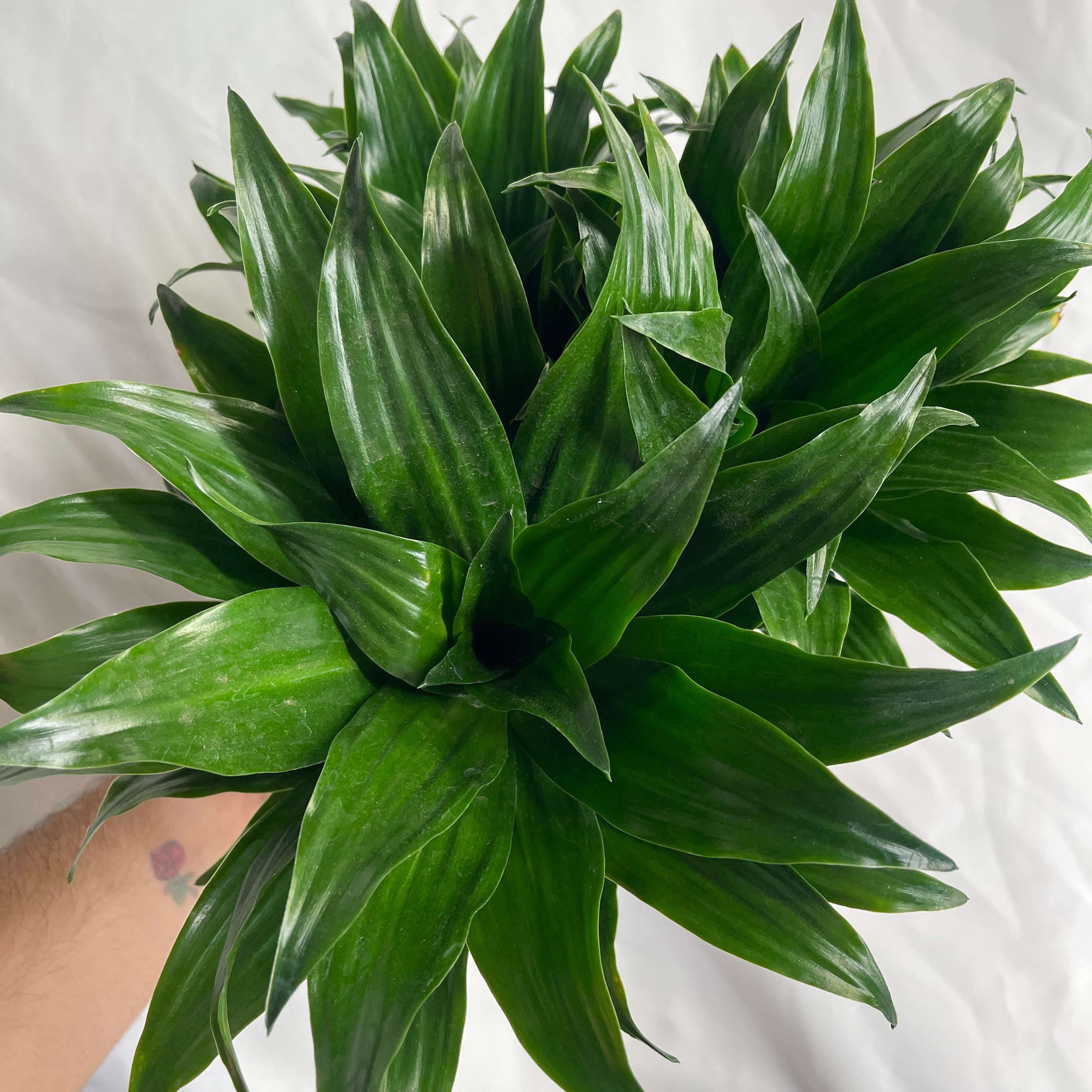 Dracaena Compacta Janet Craig 6 Inch Pot