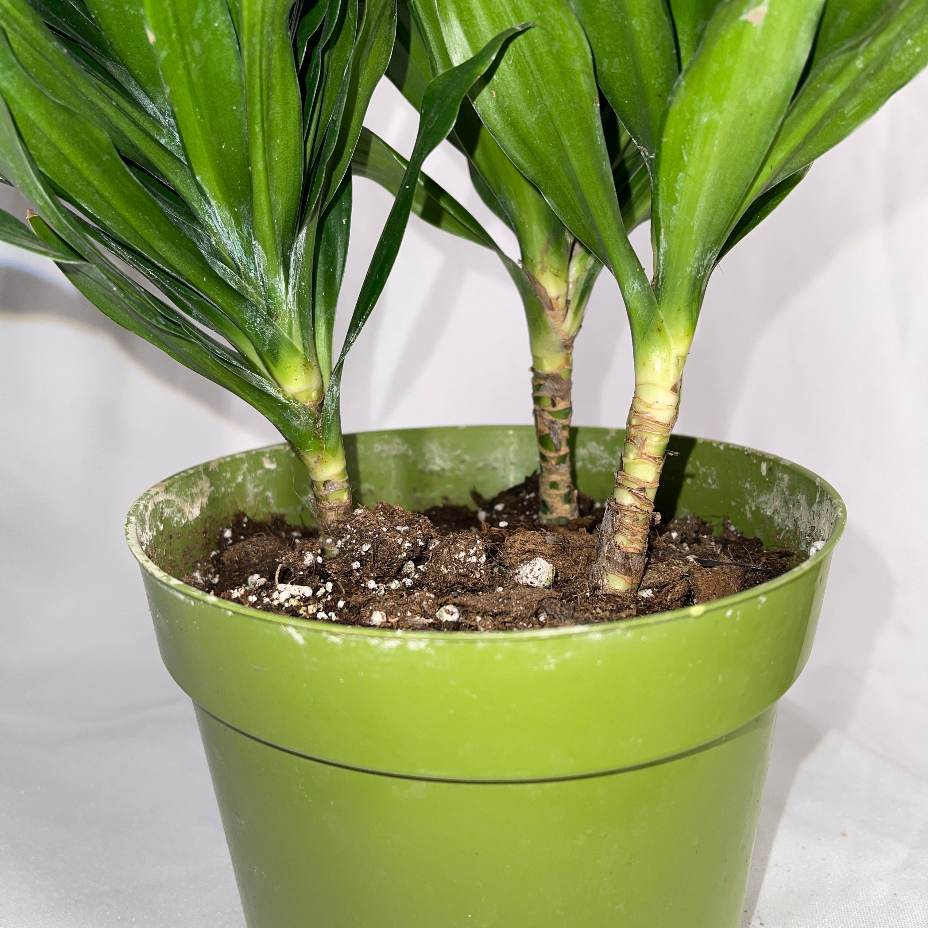 Dracaena Compacta Janet Craig 6 Inch Pot