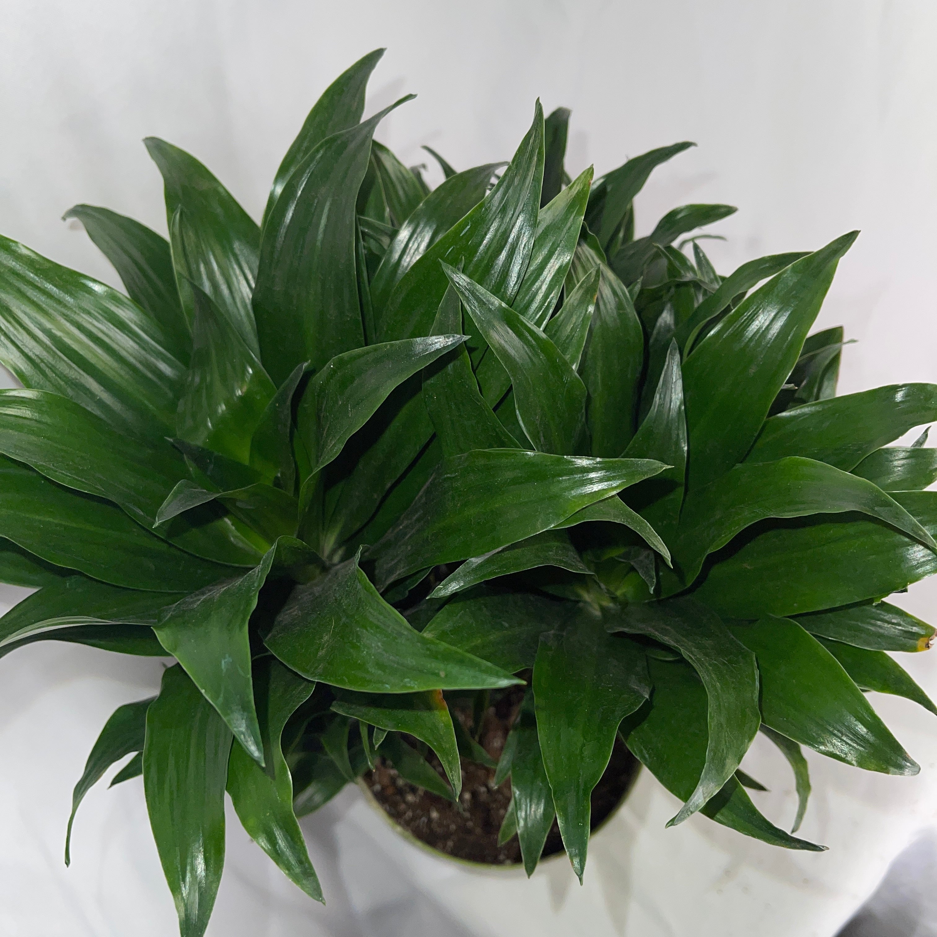 Dracaena Compacta Janet Craig 6 Inch Pot