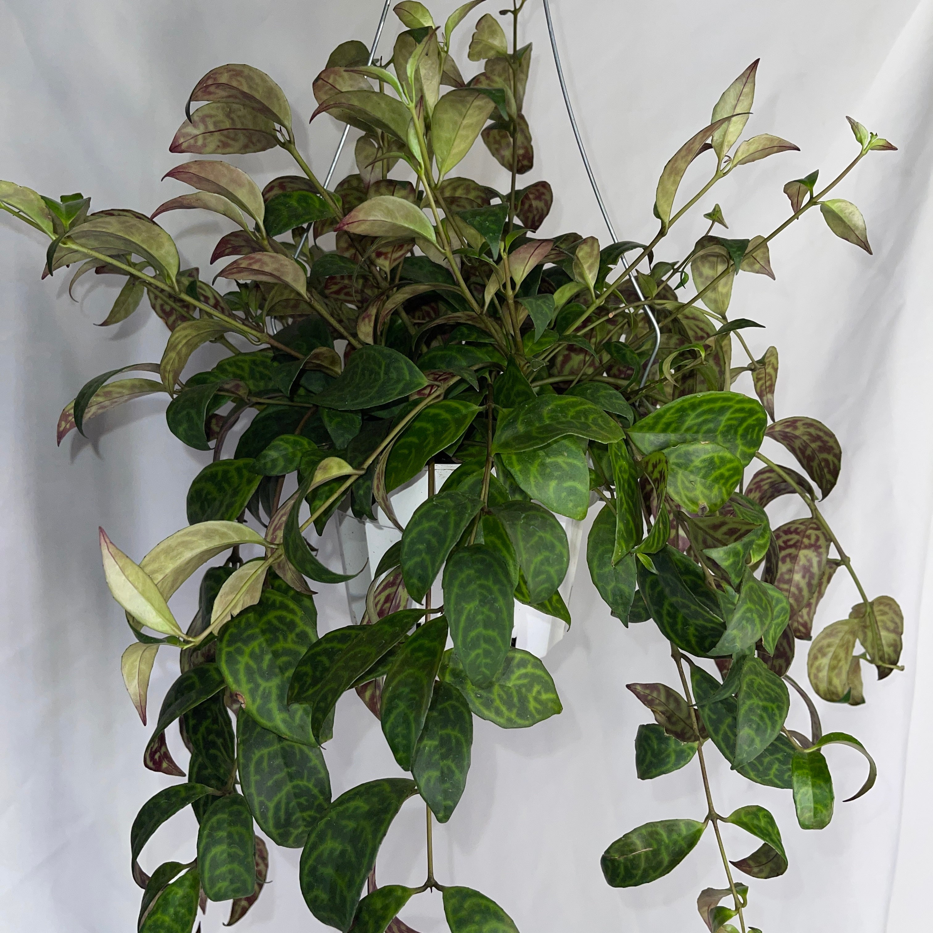 Black Pagoda Lipstick Plant Aeschynanthus 6 Inch Pot Vining & Flowering Plant