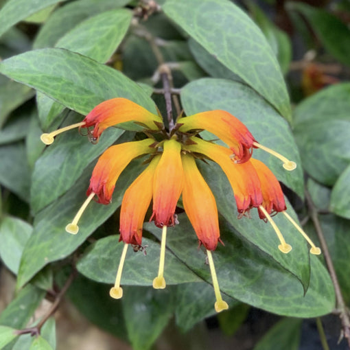 Black Pagoda Lipstick Plant Aeschynanthus 6 Inch Pot Vining & Flowering Plant