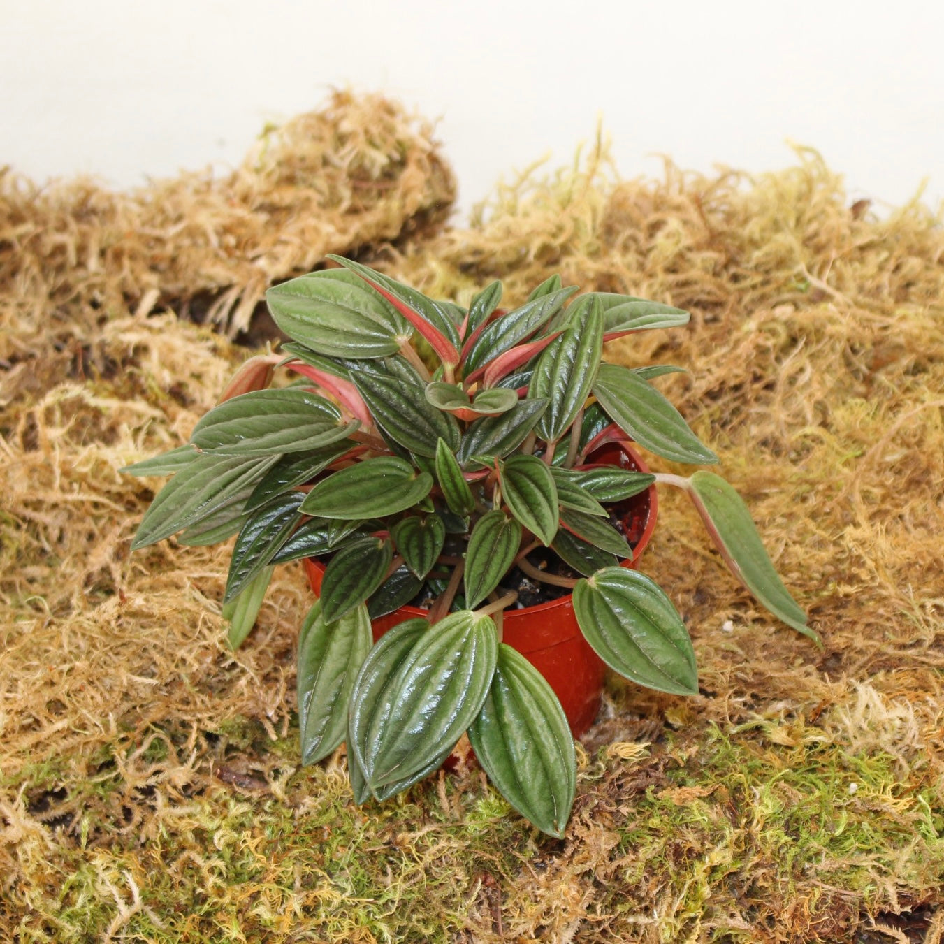 Rosso Peperomia 4" Pot