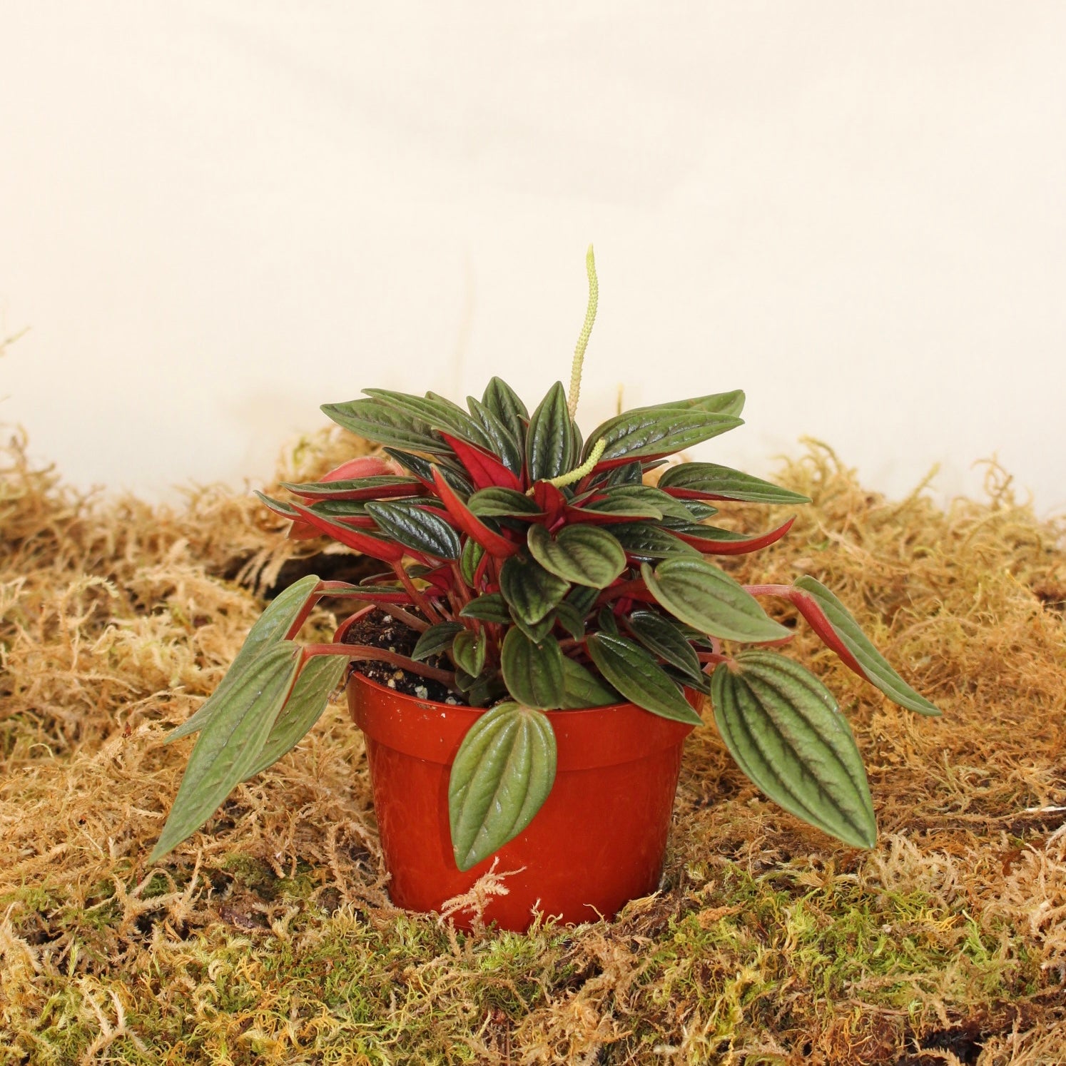 Rosso Peperomia 4" Pot