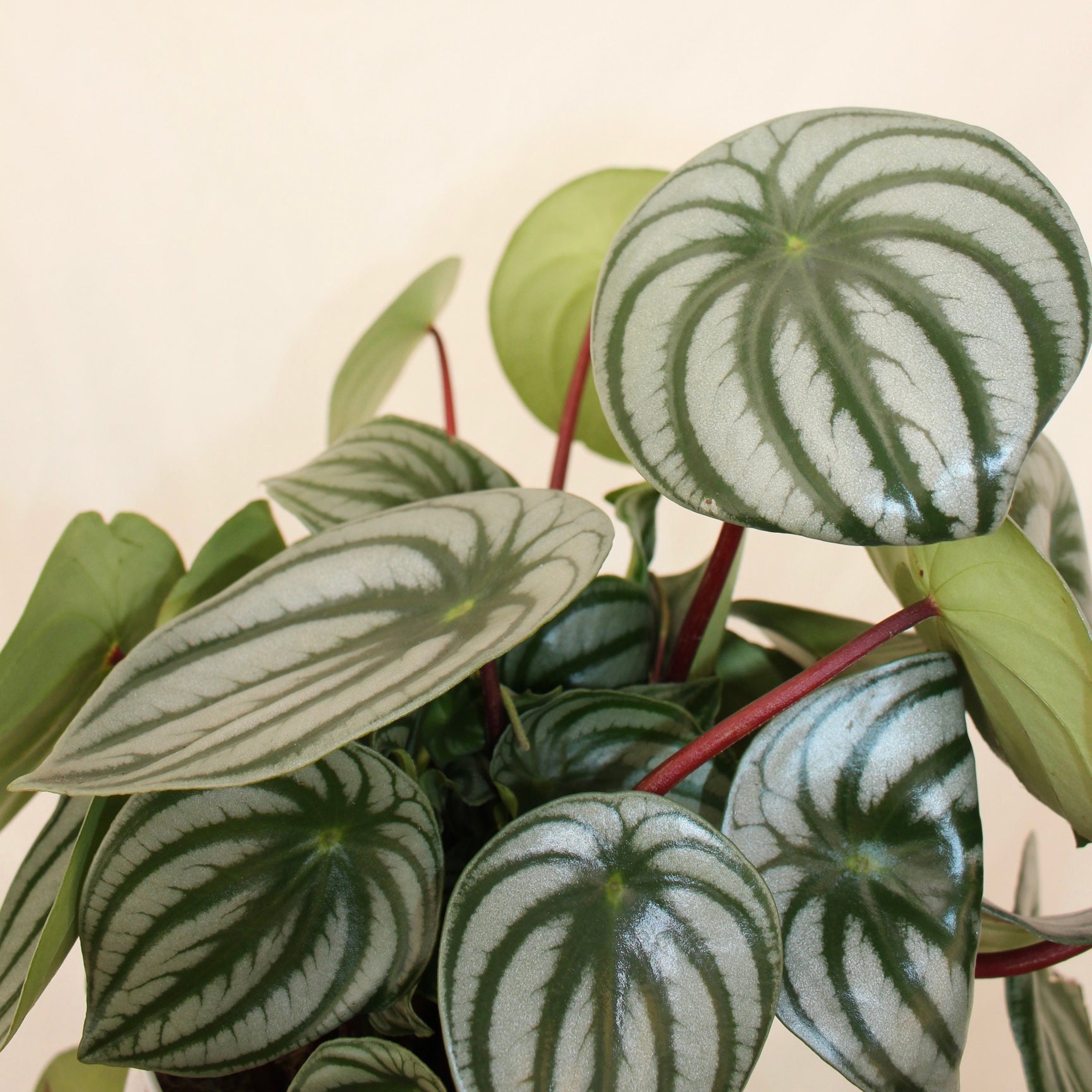 Watermelon Peperomia 6" Pot