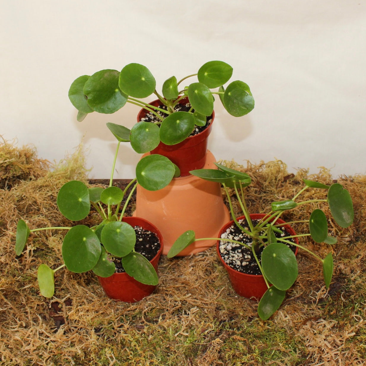 Pilea Peperomia 4" Pot