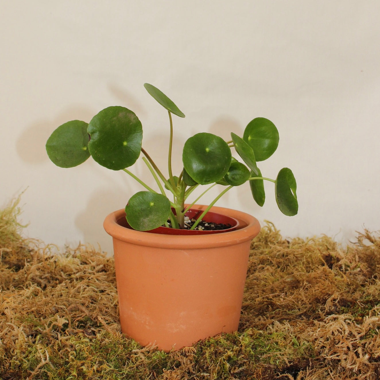 Pilea Peperomia 4" Pot