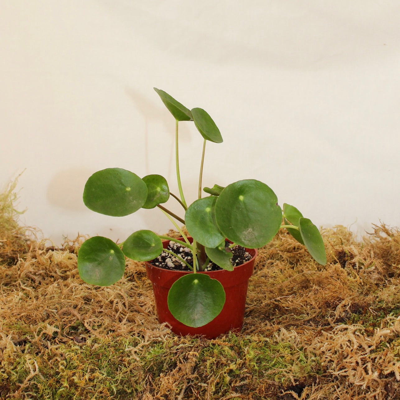 Pilea Peperomia 4" Pot