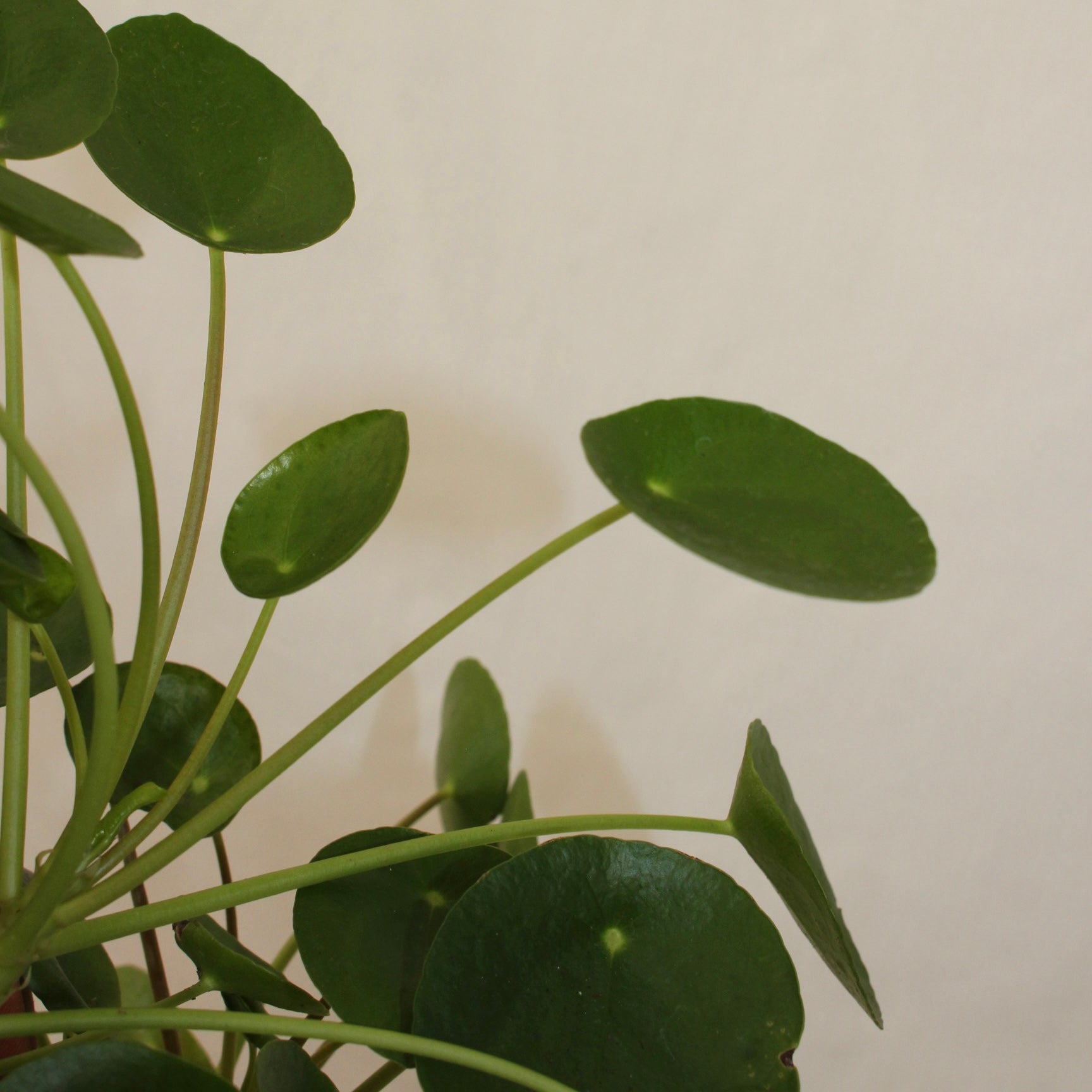 Pilea Peperomia 4" Pot