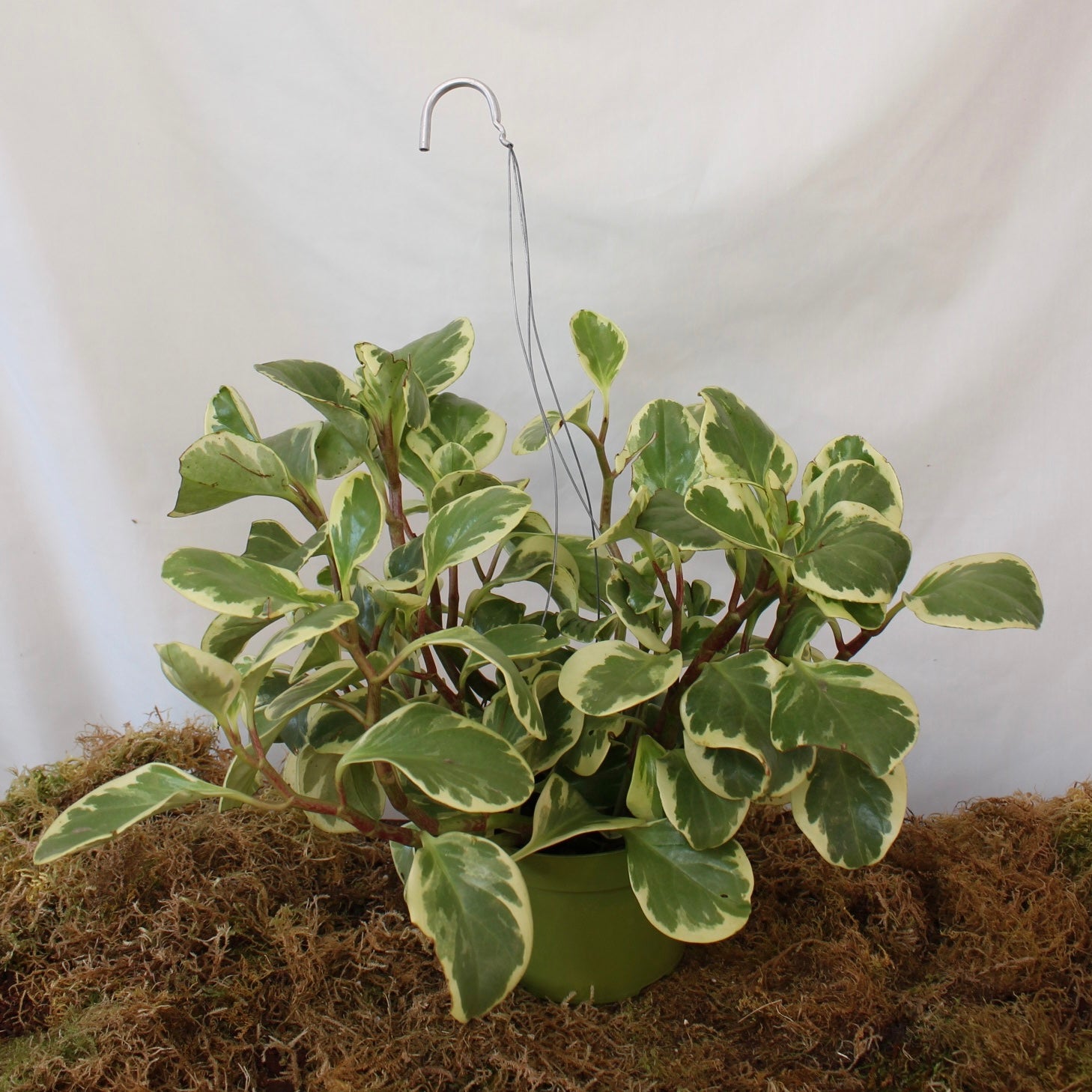 Variegated Obtusifolia Peperomia 6" Pot