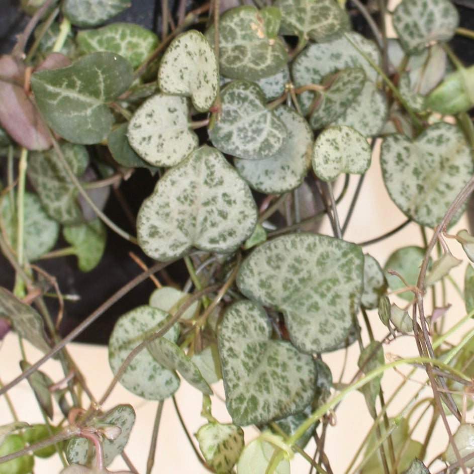 String Of Hearts 6" Pot