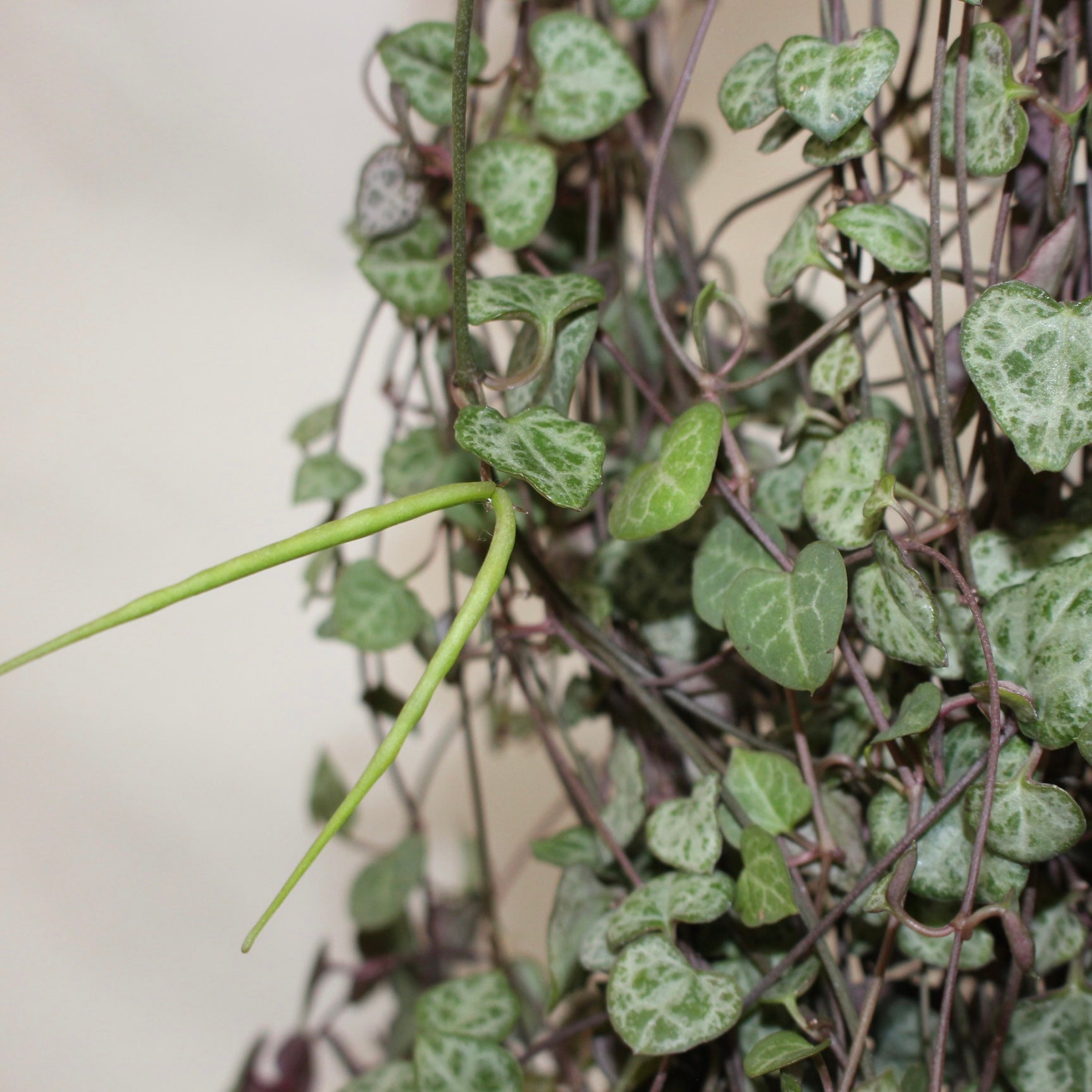 Xtra Long String Of Hearts 6" Pot