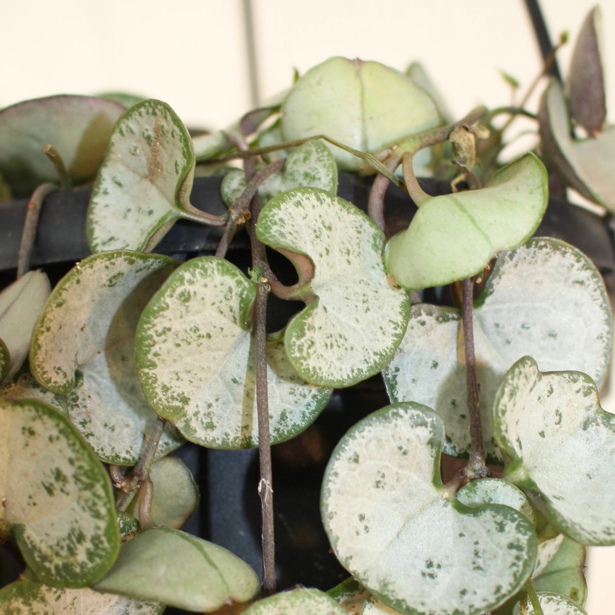 Silver Glory String of Hearts 6" Pot