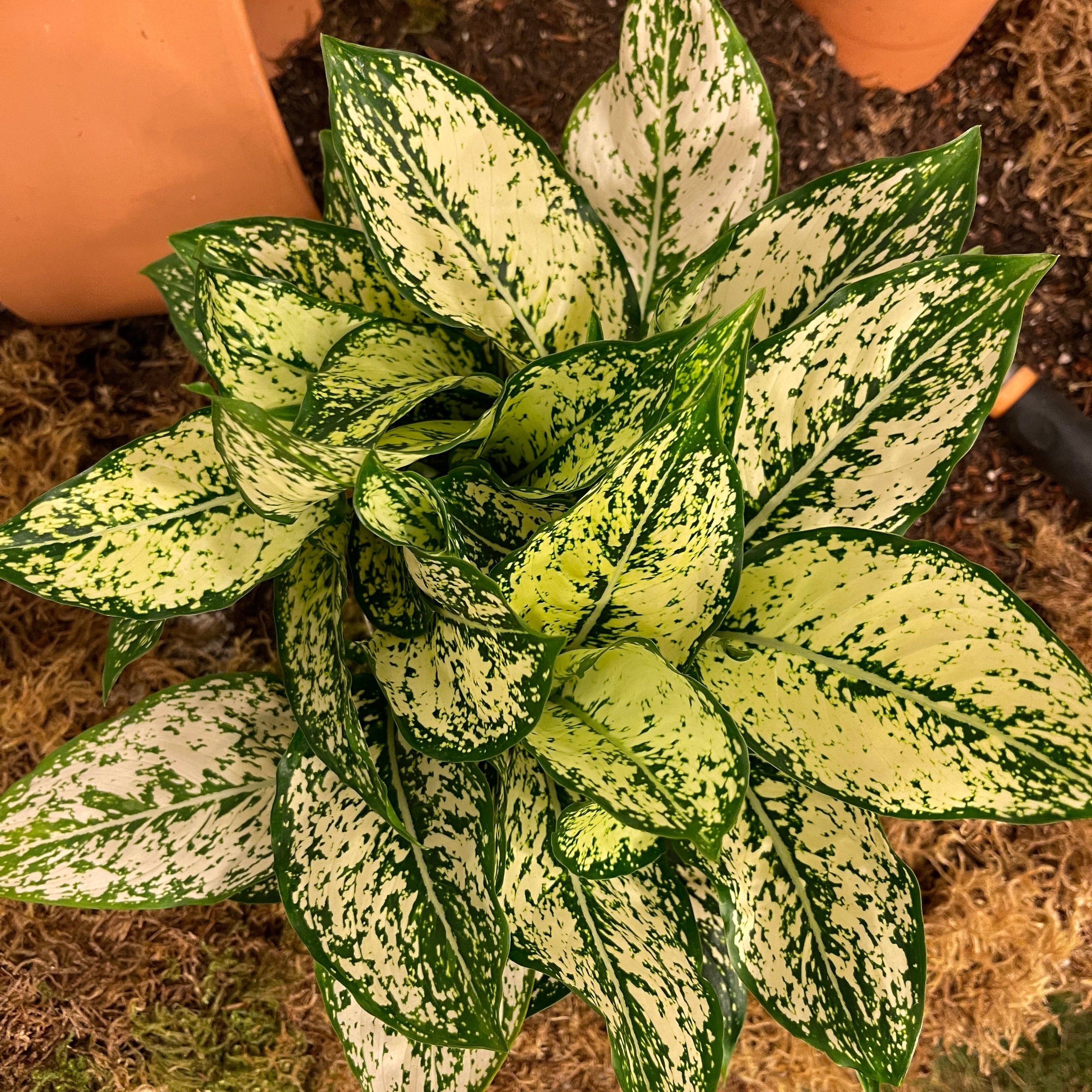 First Diamond Aglaonema 6" Pot