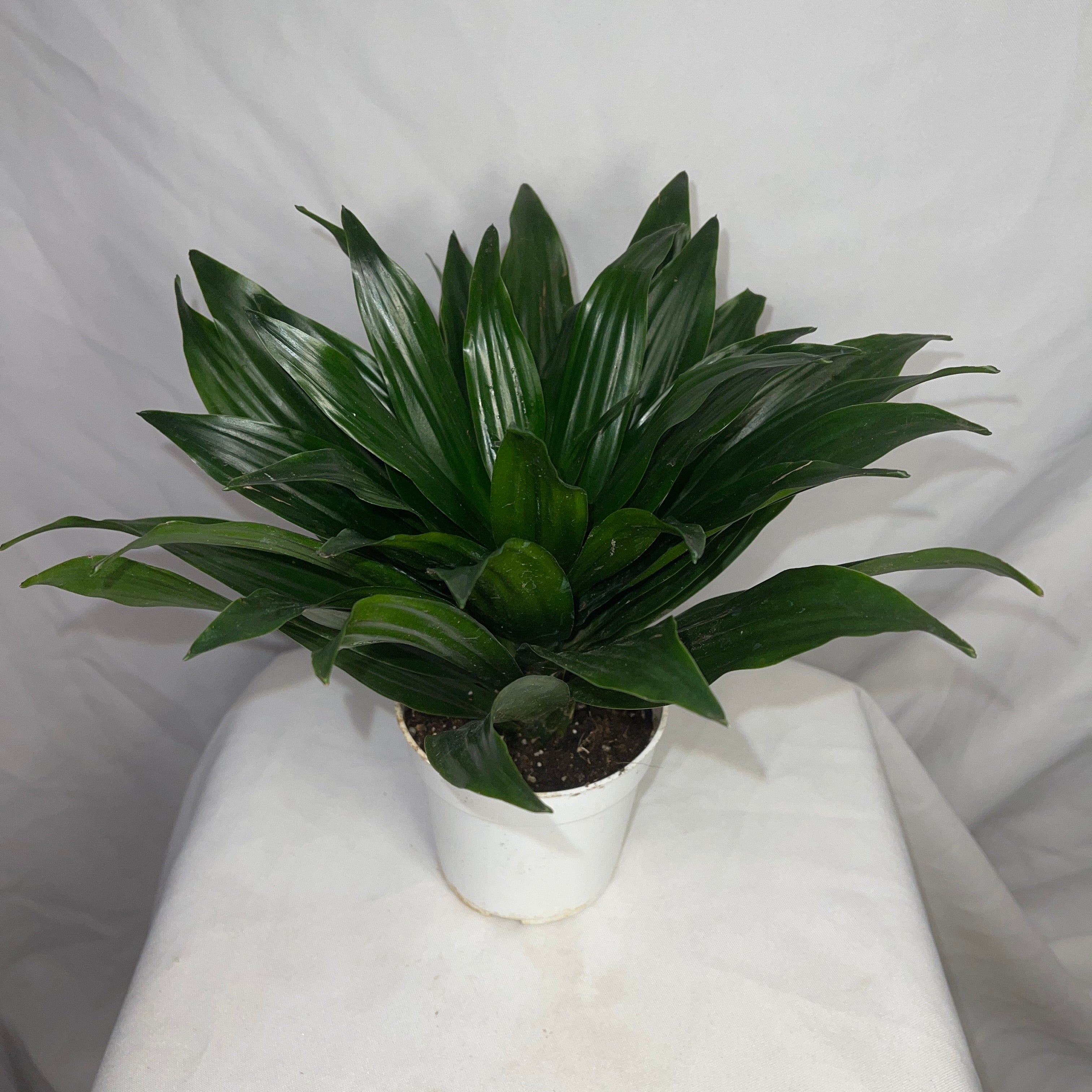 Dracaena Compacta Janet Craig 4" Pot