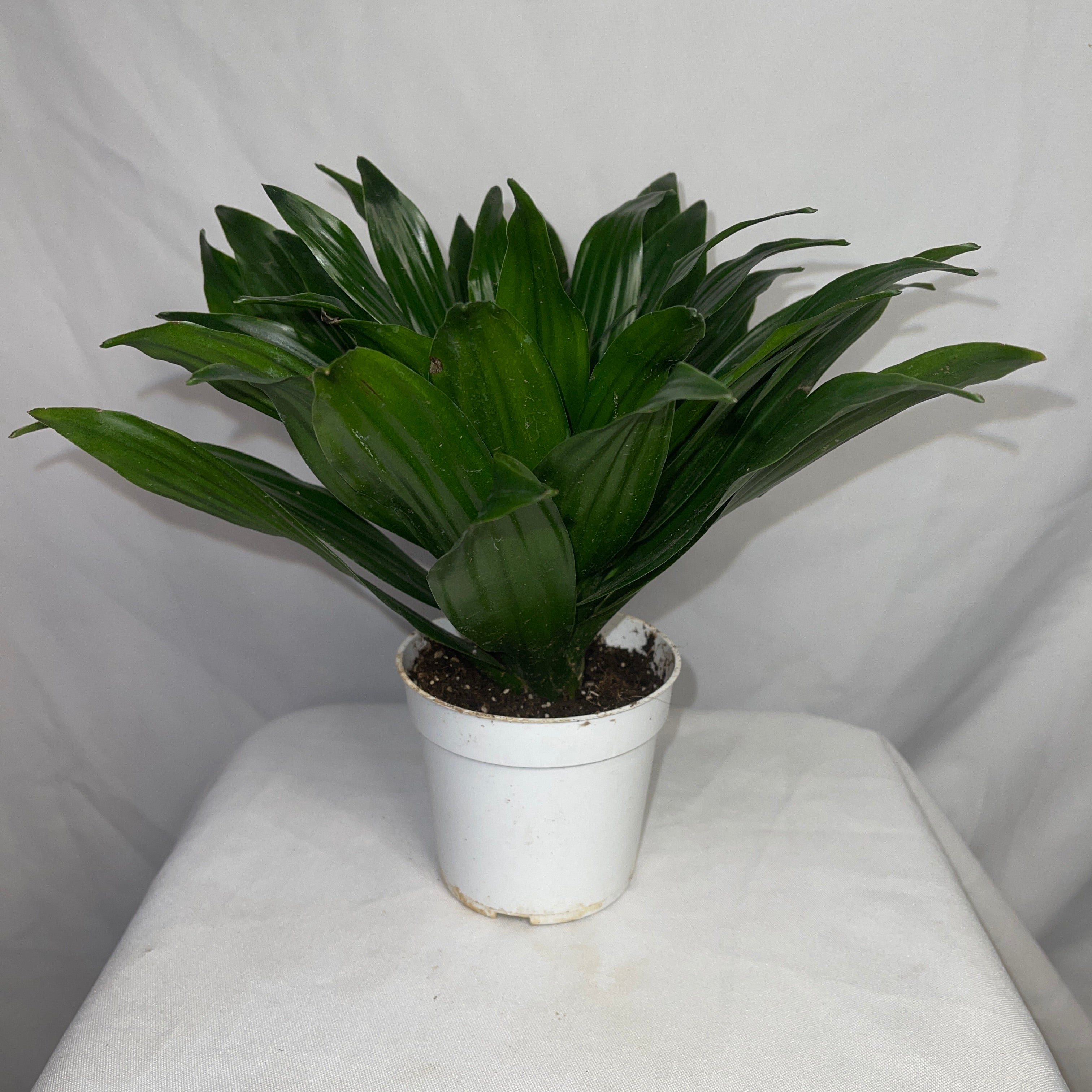 Dracaena Compacta Janet Craig 4" Pot