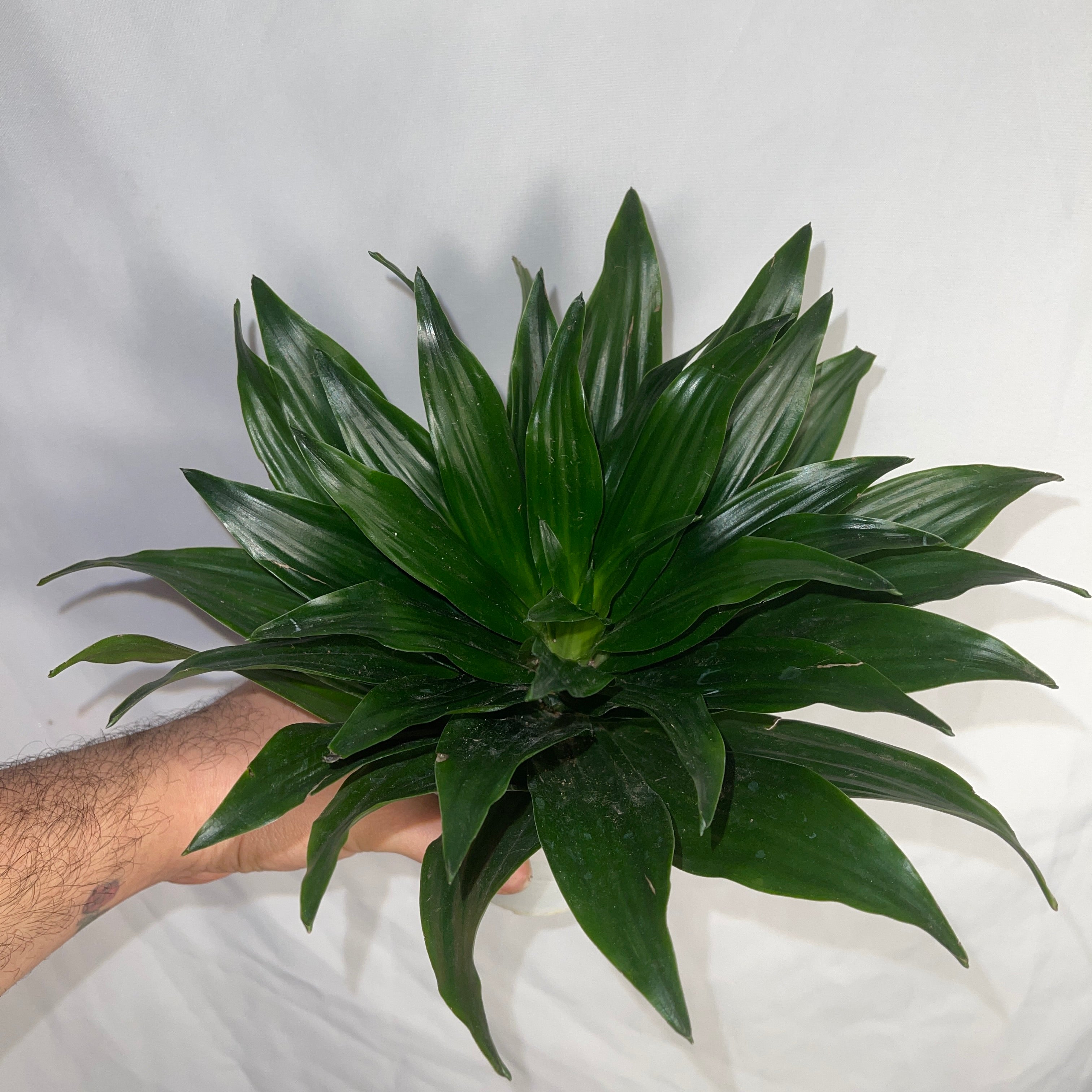 Dracaena Compacta Janet Craig 4" Pot