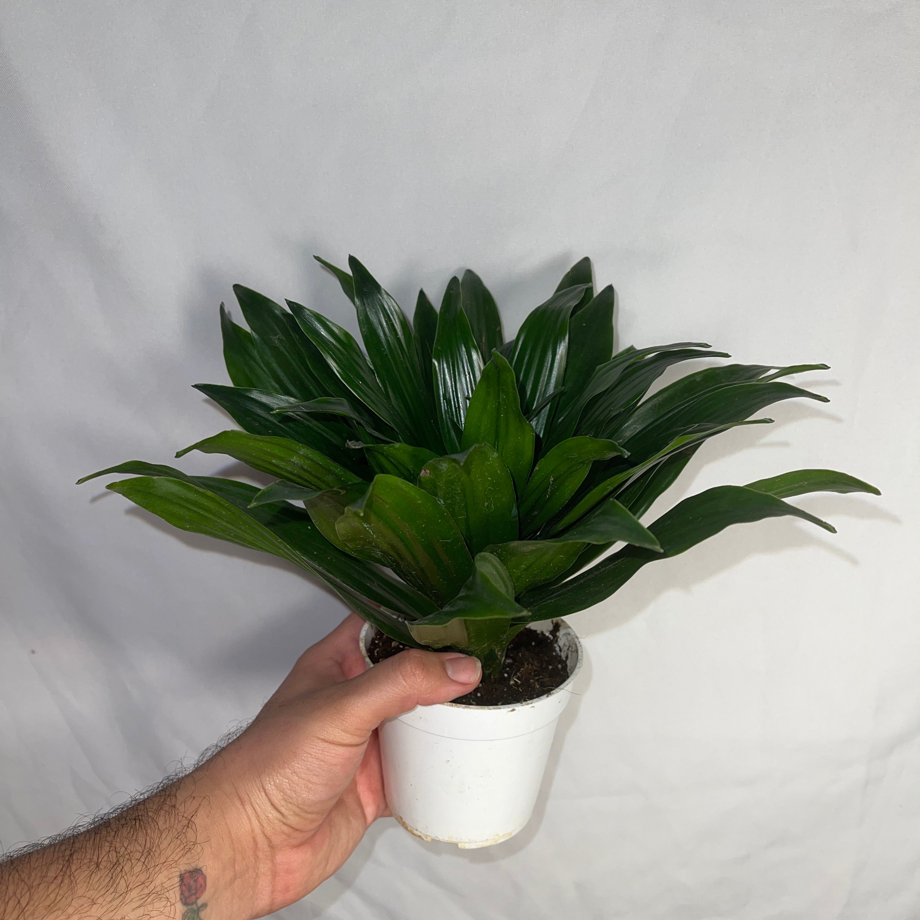 Dracaena Compacta Janet Craig 4" Pot