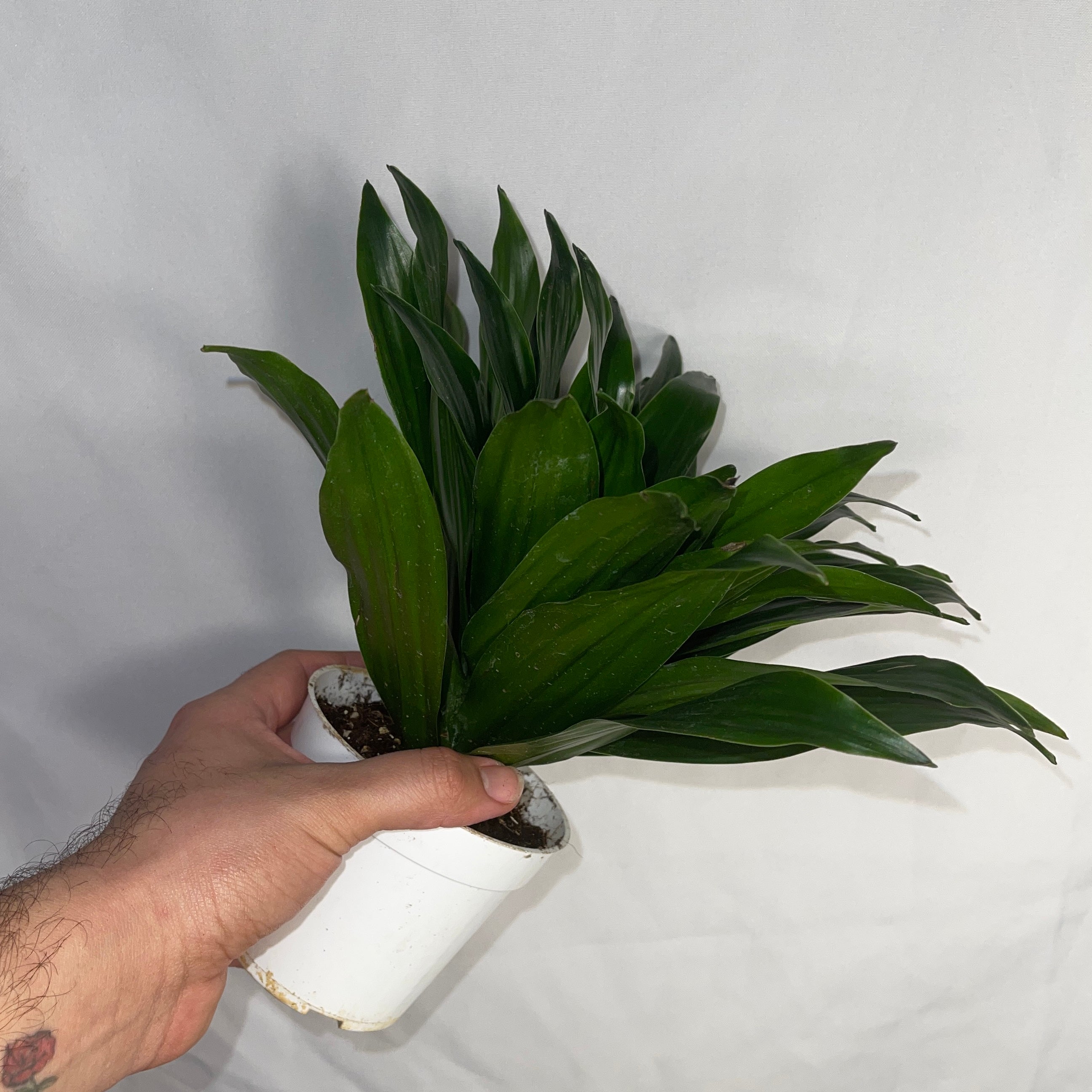 Dracaena Compacta Janet Craig 4" Pot