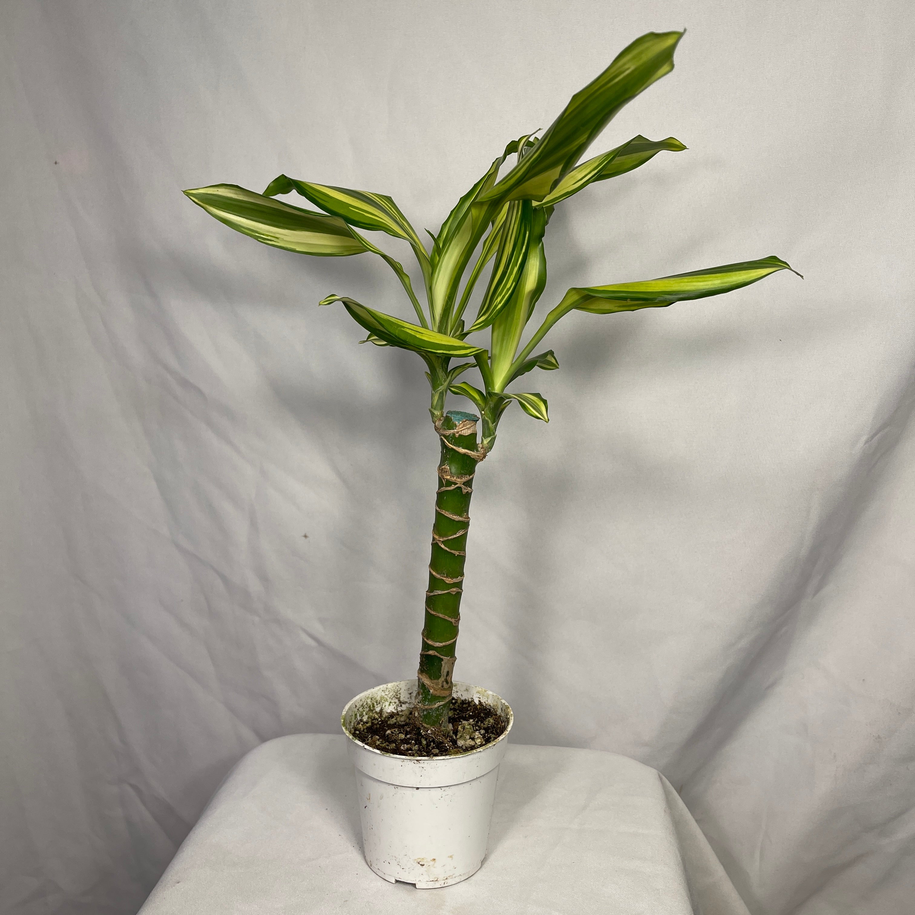 Dracaena Sted Sol Cane 4" Pot