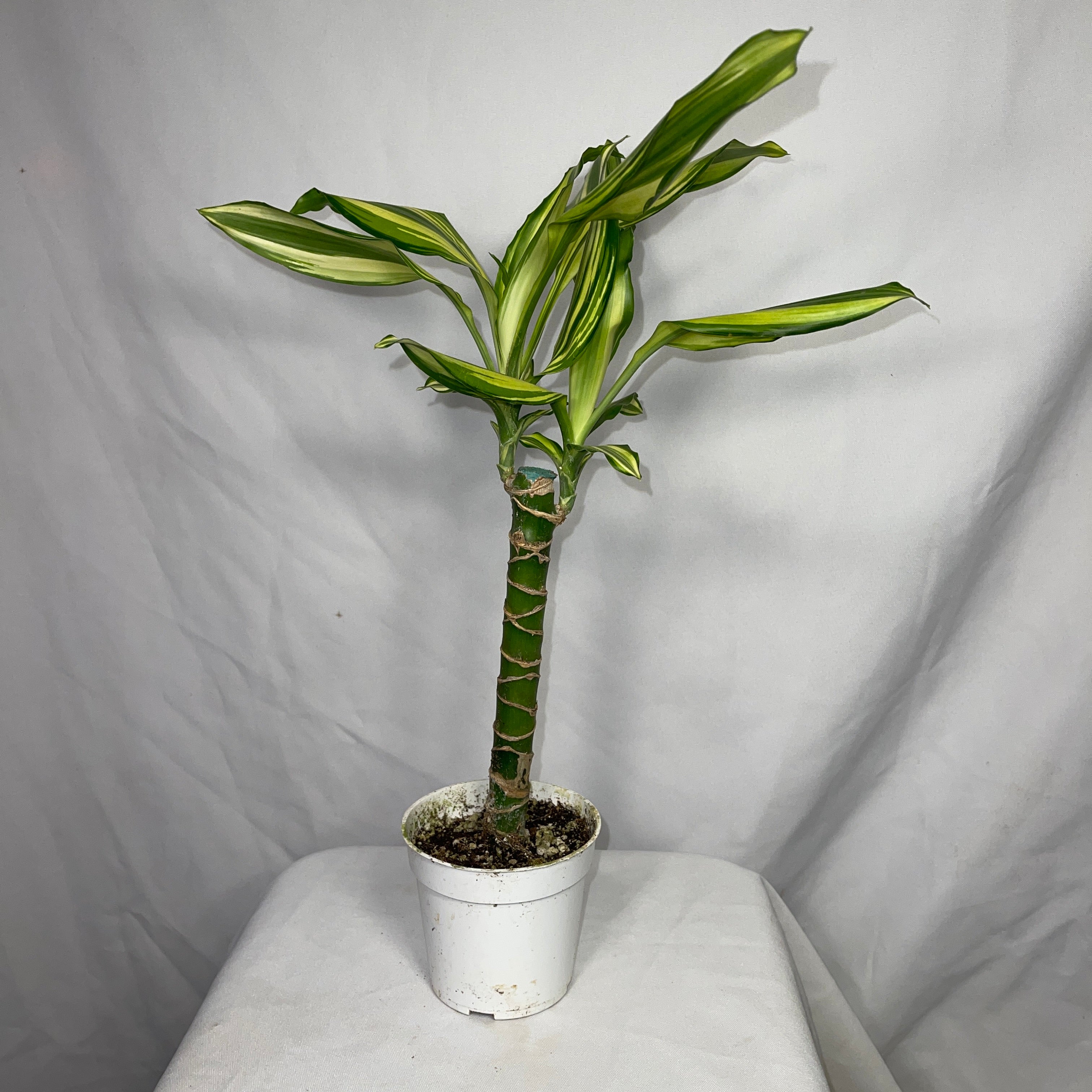 Dracaena Sted Sol Cane 4" Pot