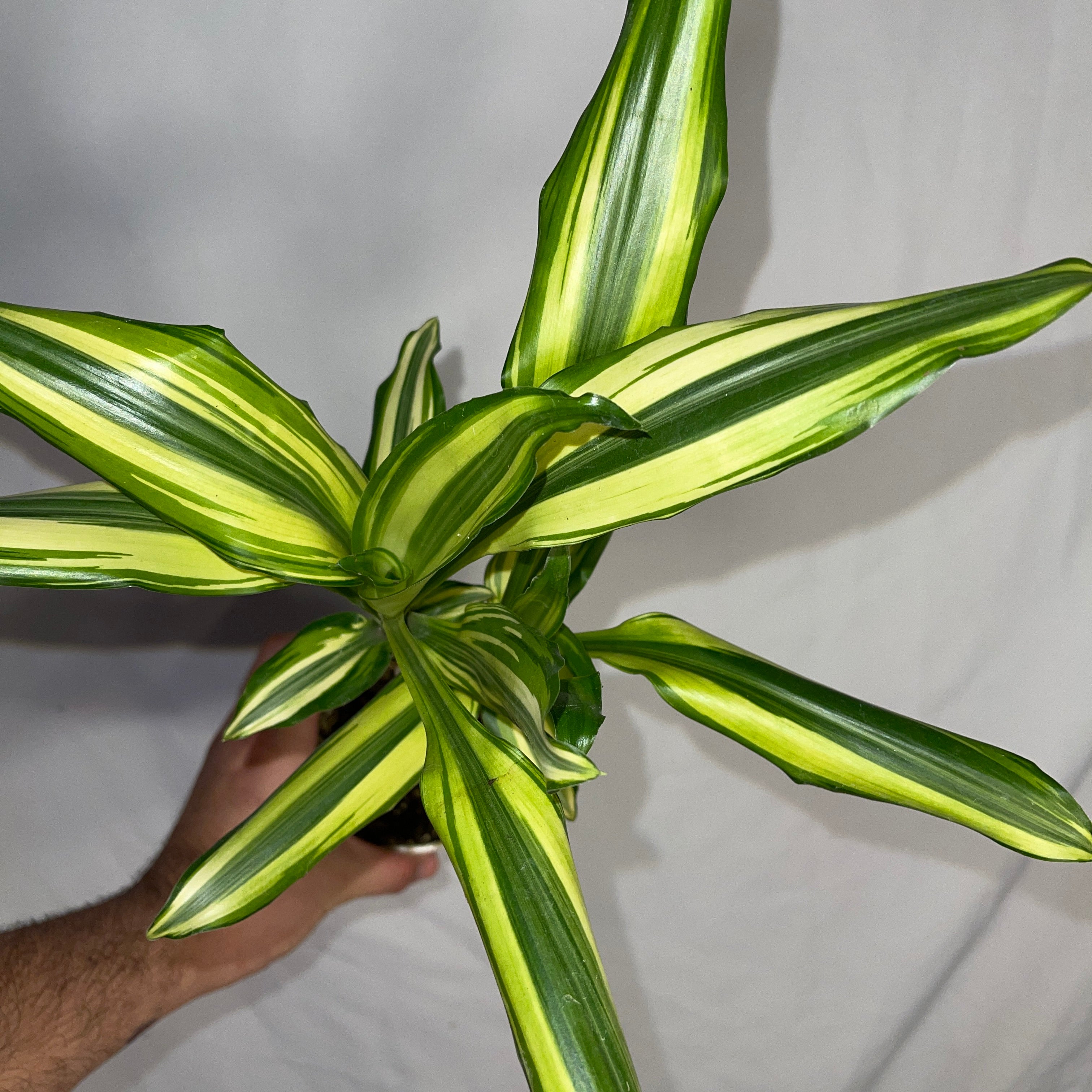 Dracaena Sted Sol Cane 4" Pot