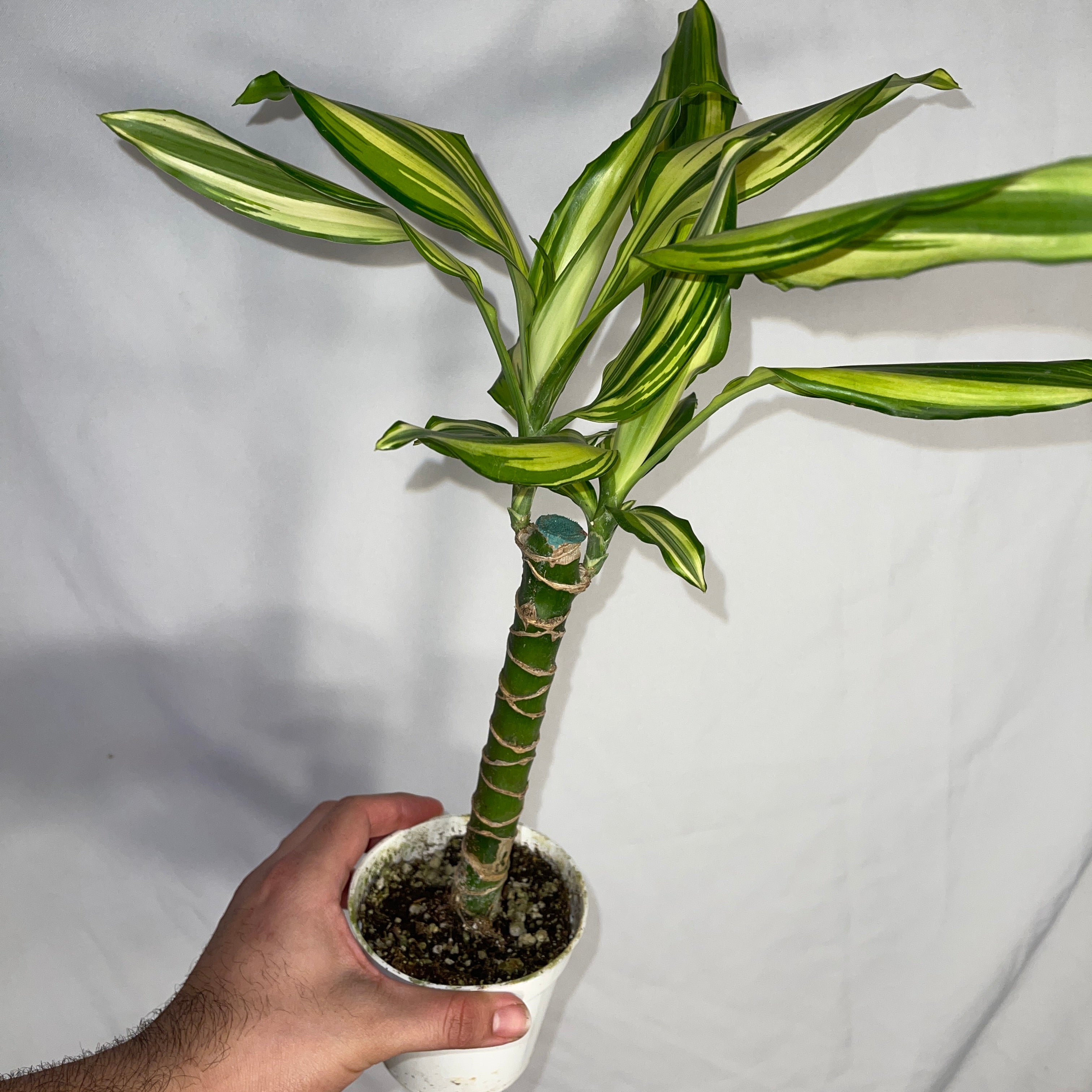 Dracaena Sted Sol Cane 4" Pot