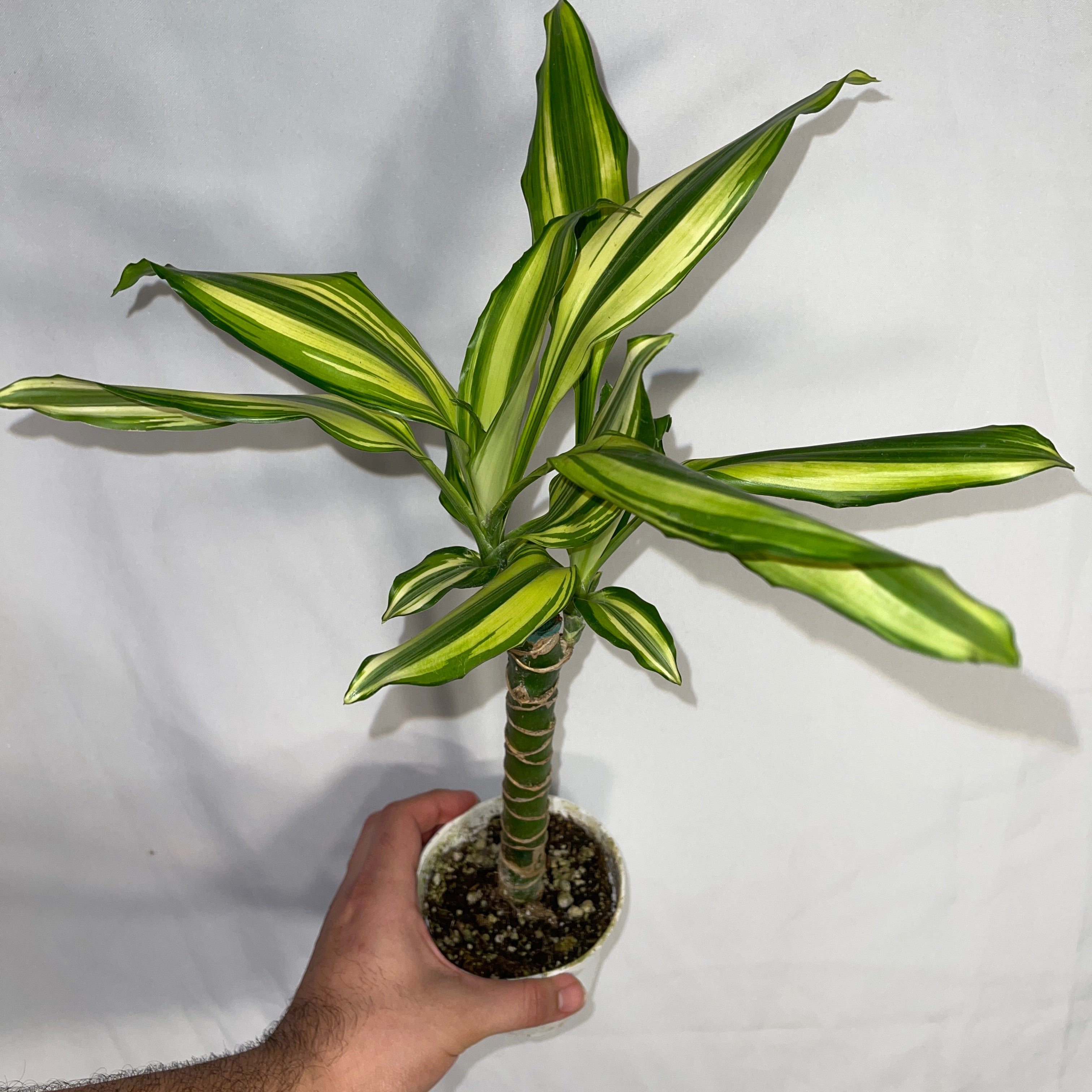 Dracaena Sted Sol Cane 4" Pot