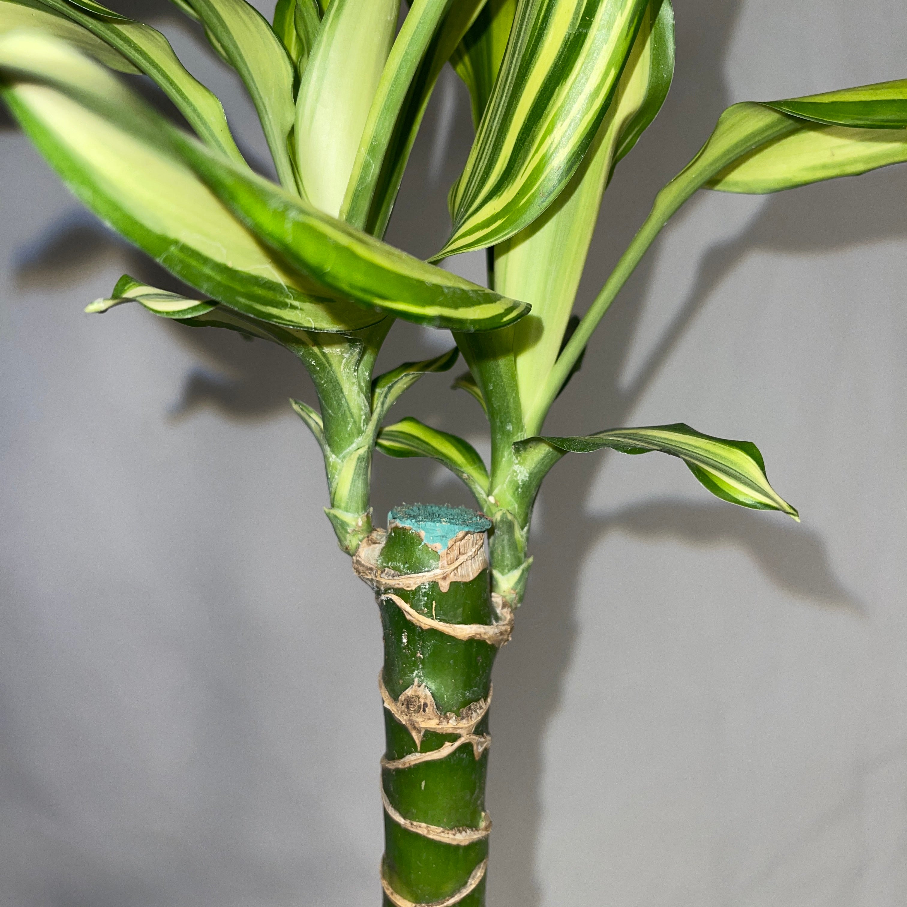 Dracaena Sted Sol Cane 4" Pot