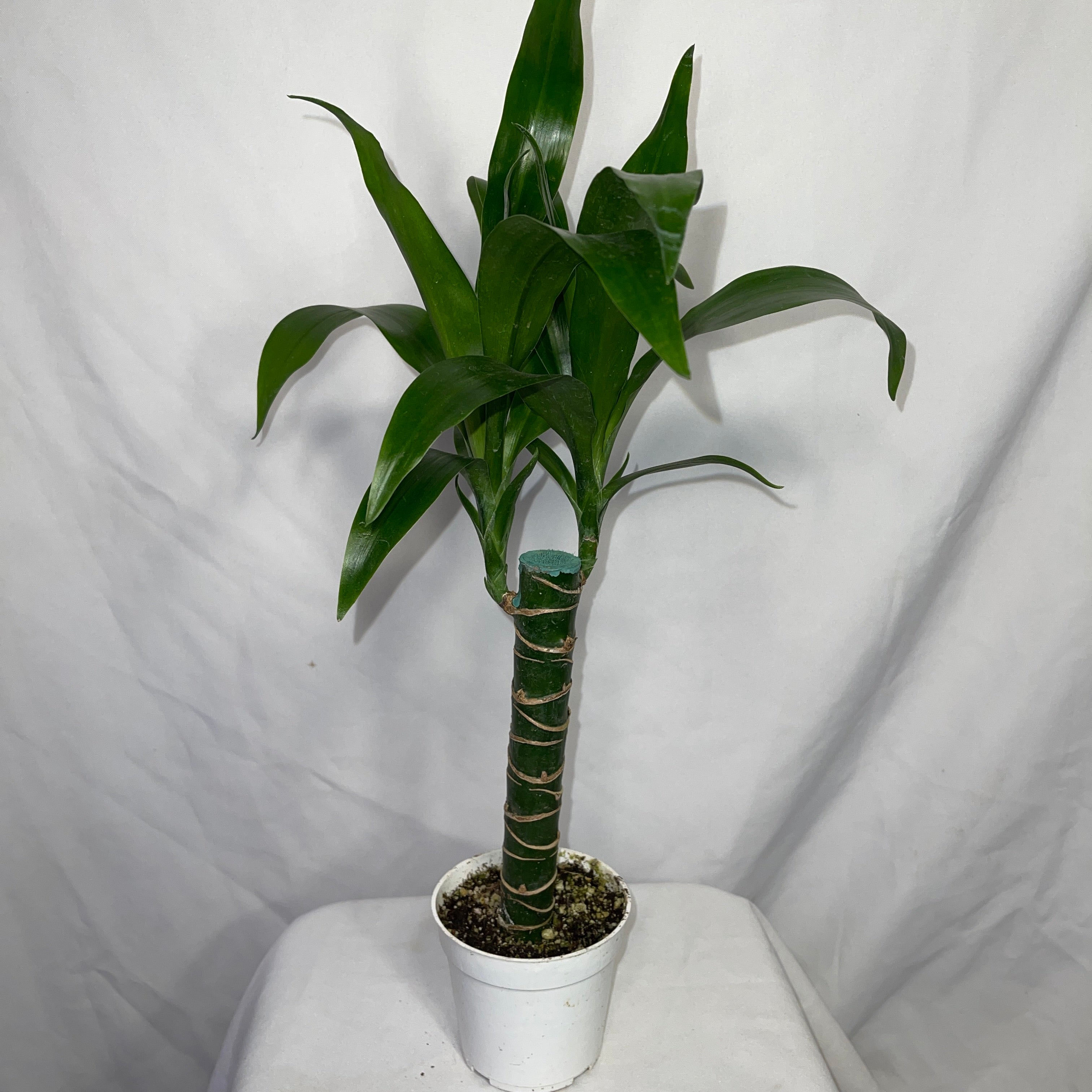 Dracaena Lisa 4" Pot