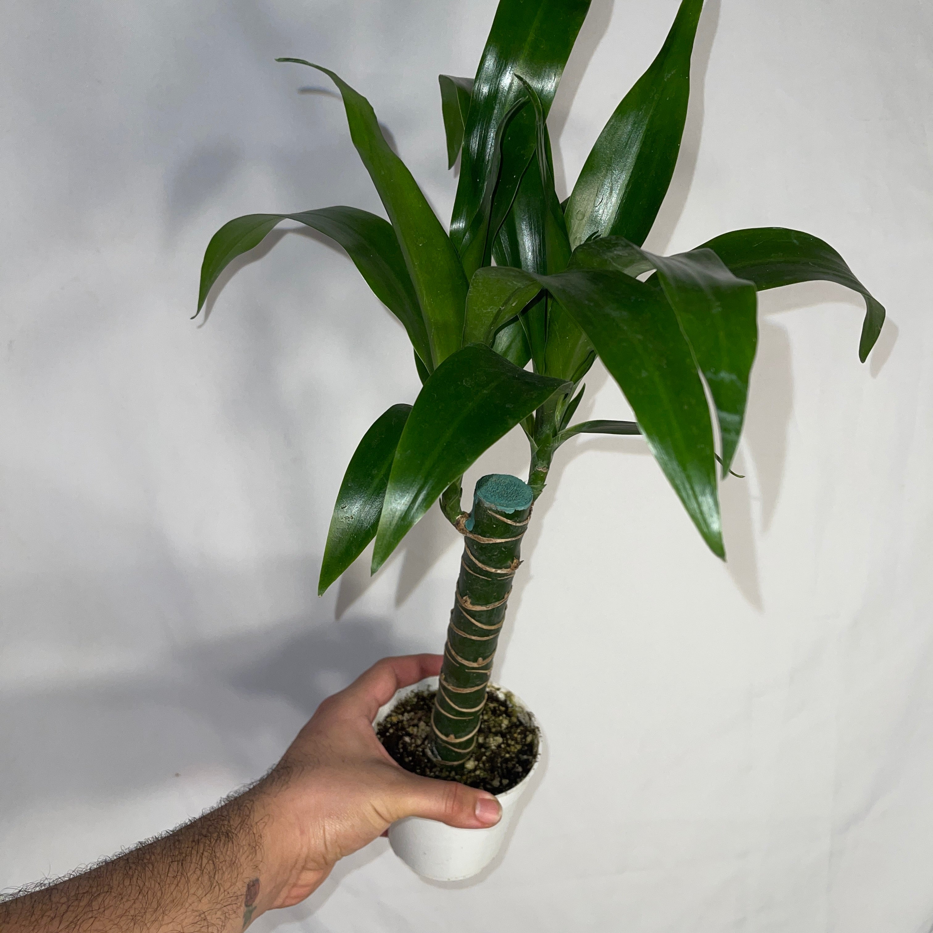 Dracaena Lisa 4" Pot