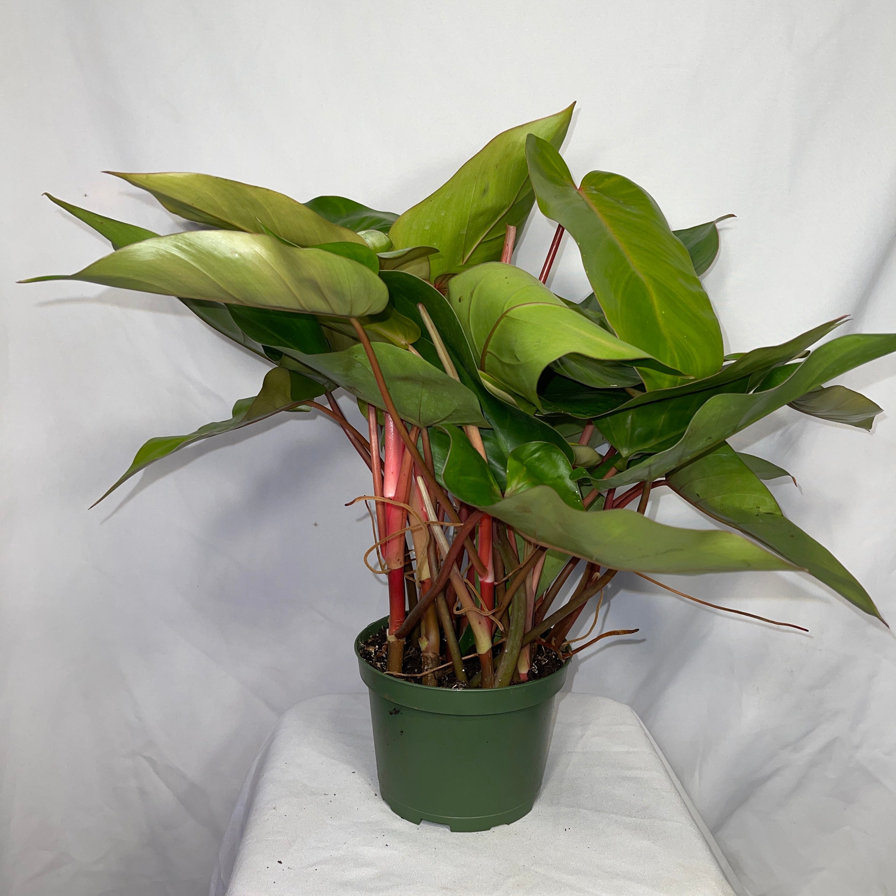 Philodendron Emerald Red 6" Pot