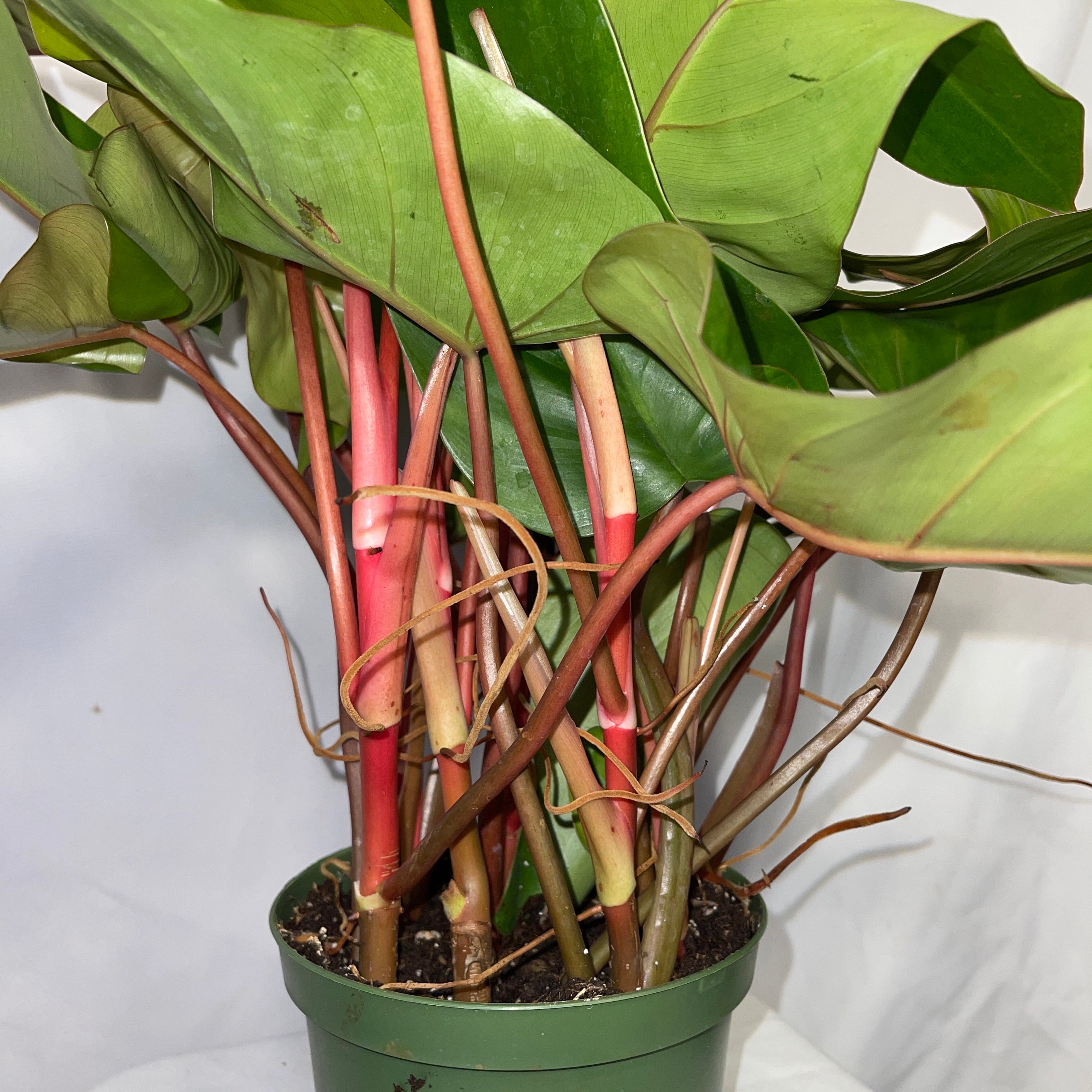 Philodendron Emerald Red 6" Pot