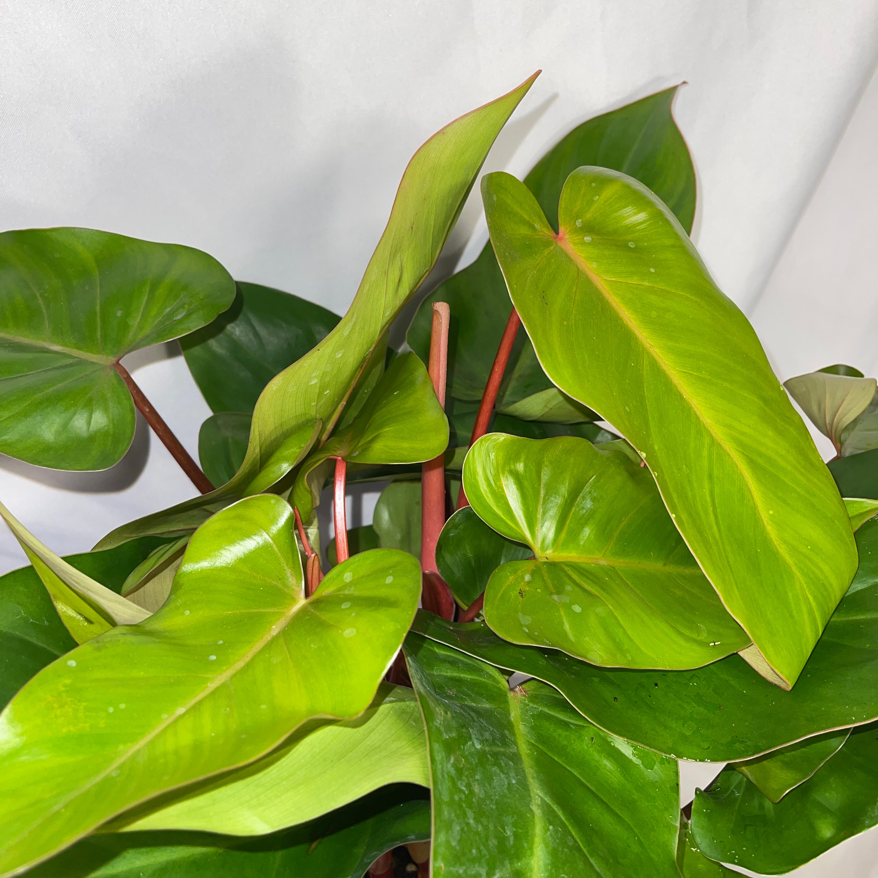 Philodendron Emerald Red 6" Pot