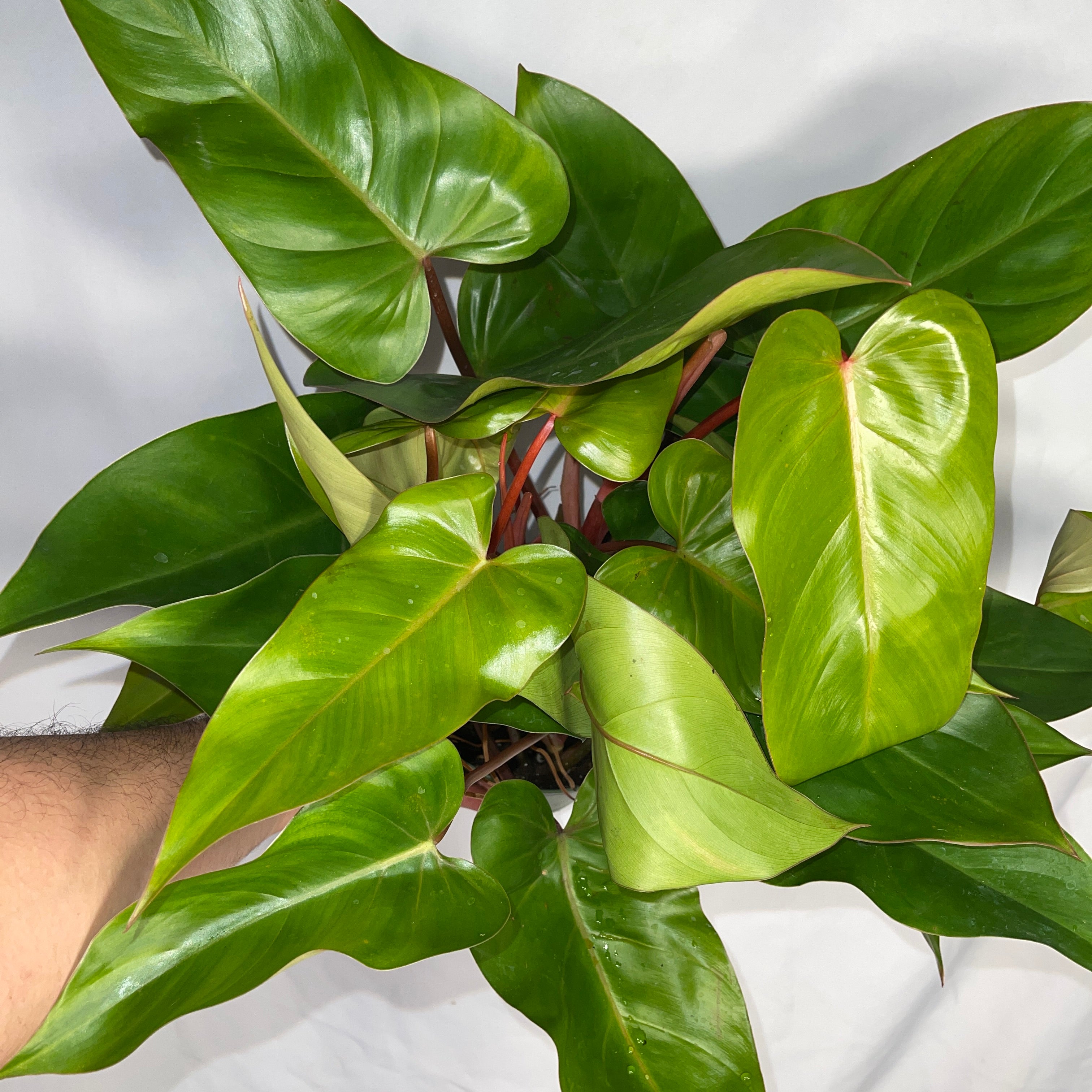 Philodendron Emerald Red 6" Pot
